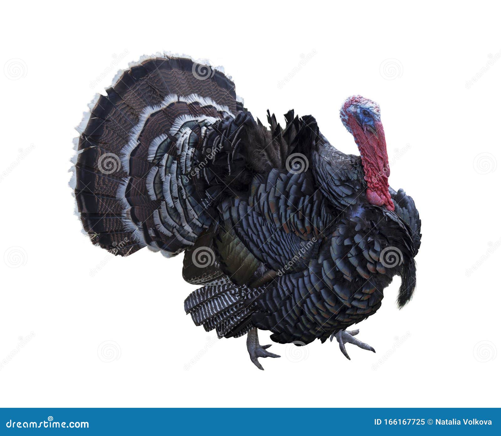 Domestic Turkey on White Background Stock Image - Image of bird