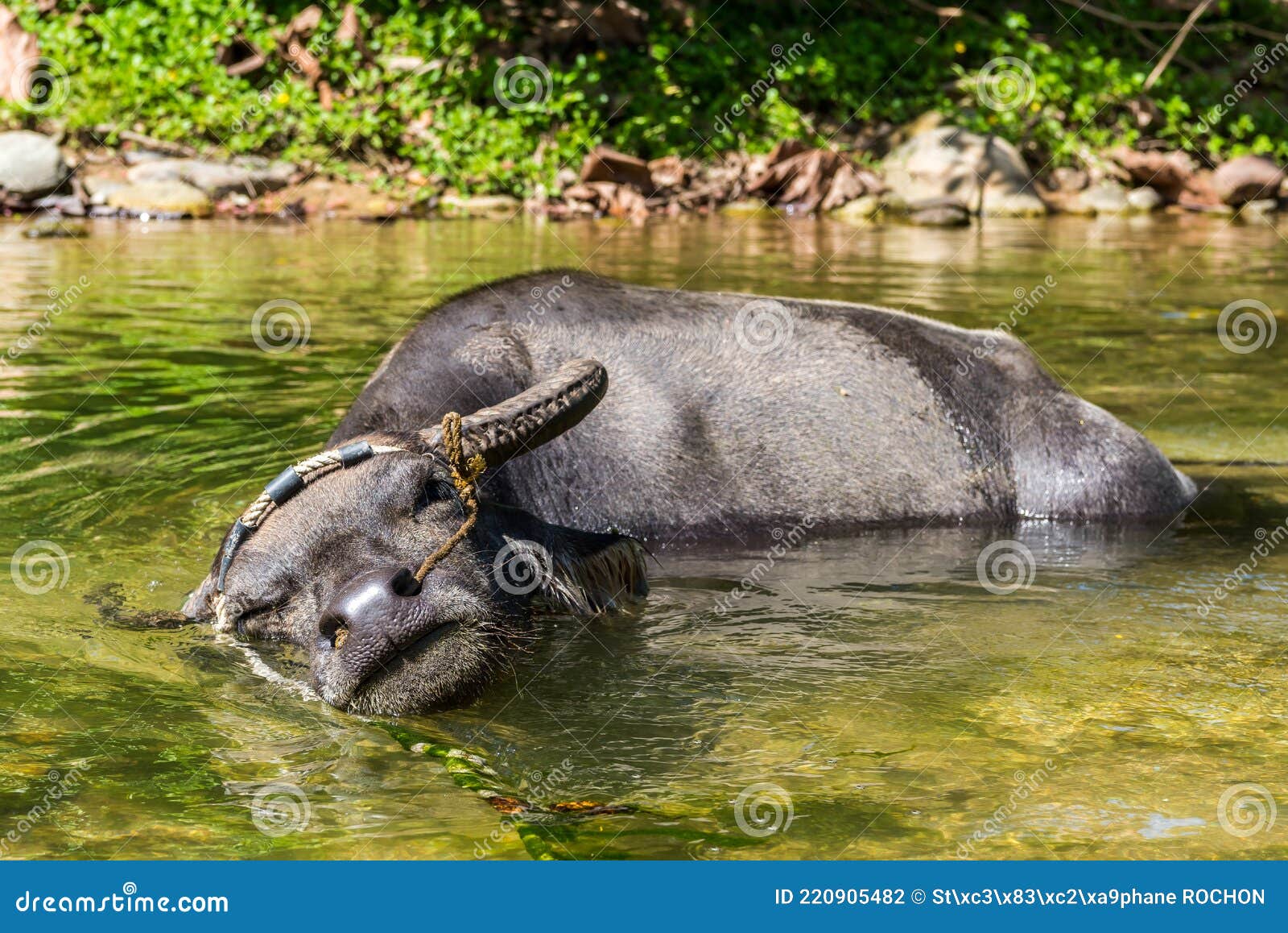 Domestic water buffalo stock photo. Image of luzon, galera 220905482