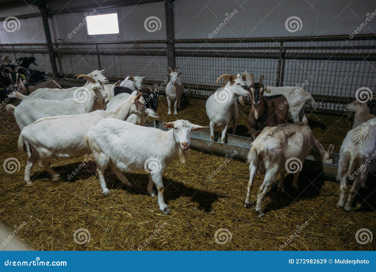 Domestic White Goats in the Dairy Farm Stock Image Image of country