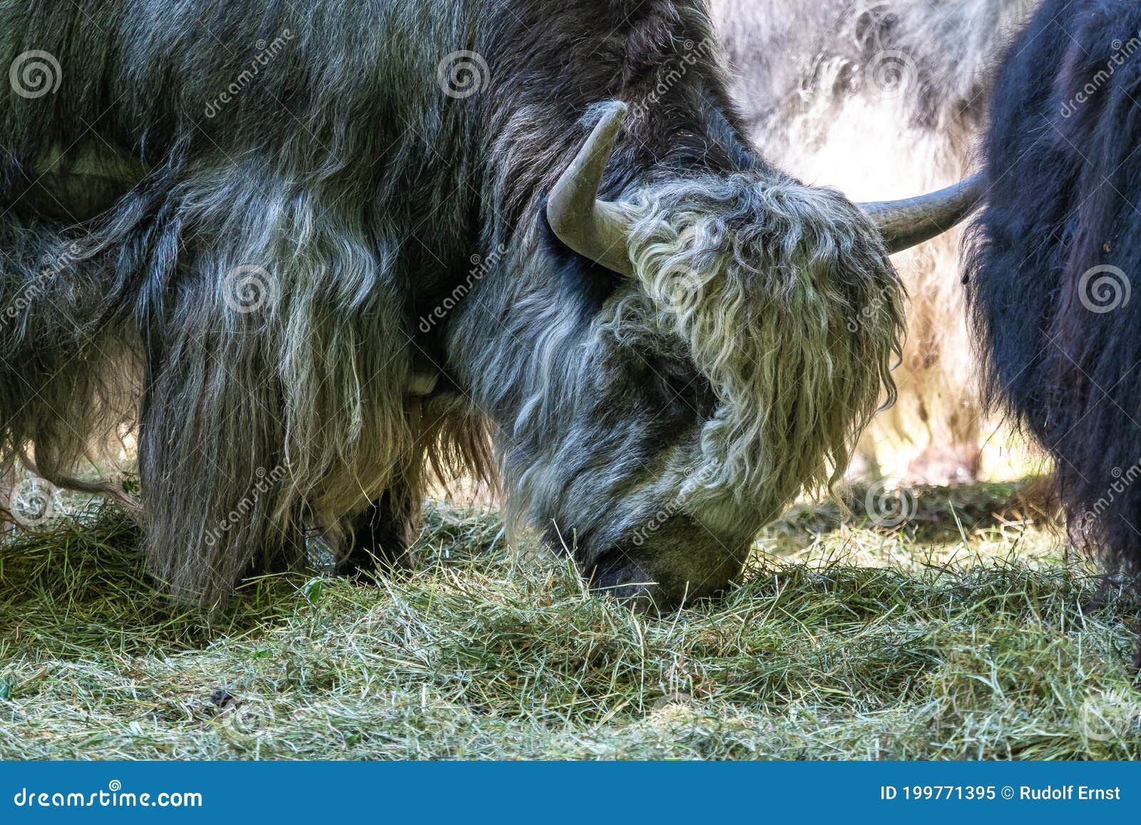 Ved lov retort ødemark The Domestic Yak, Bos Mutus Grunniens in a Park Stock Image - Image of  mammal, milk: 199771395