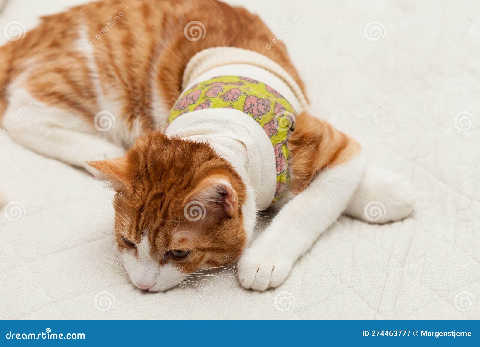 domestic yoing cat in bandage with broken paw