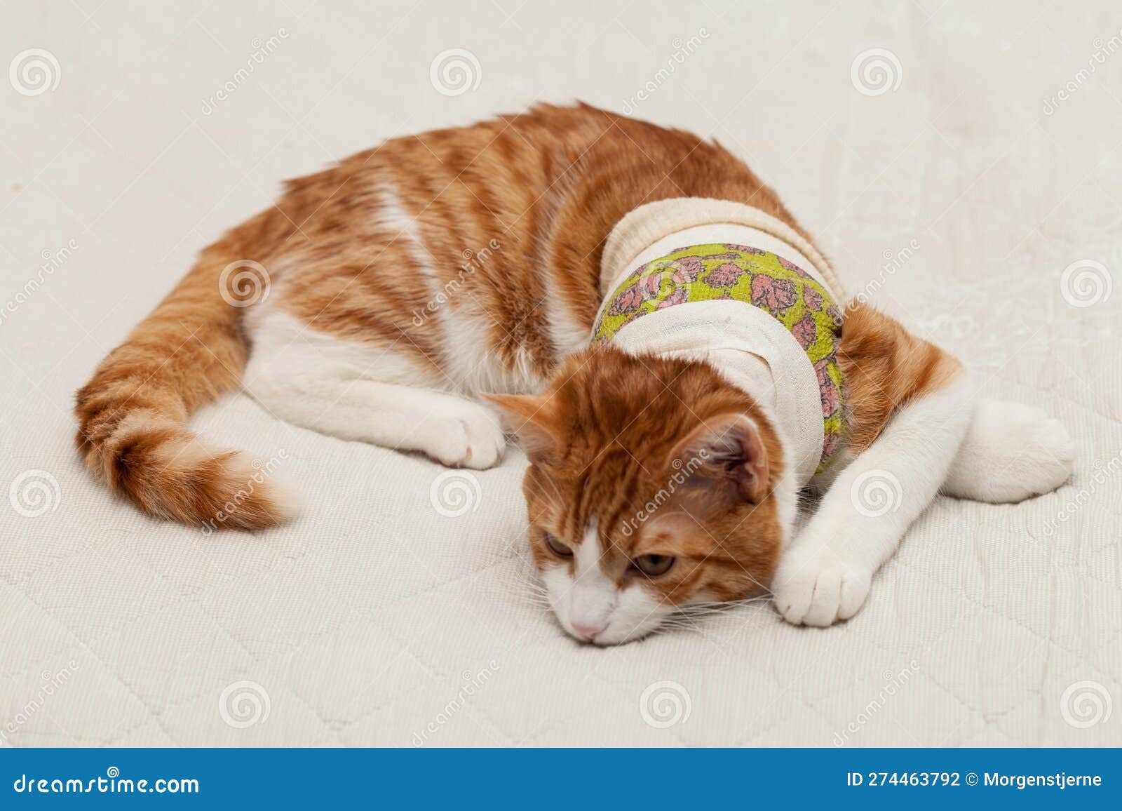 domestic yoing cat in bandage with broken paw