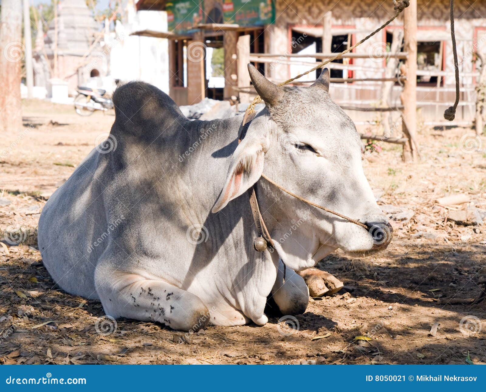 Domestic zebu stock image. Image of livestock, meat, asia 8050021