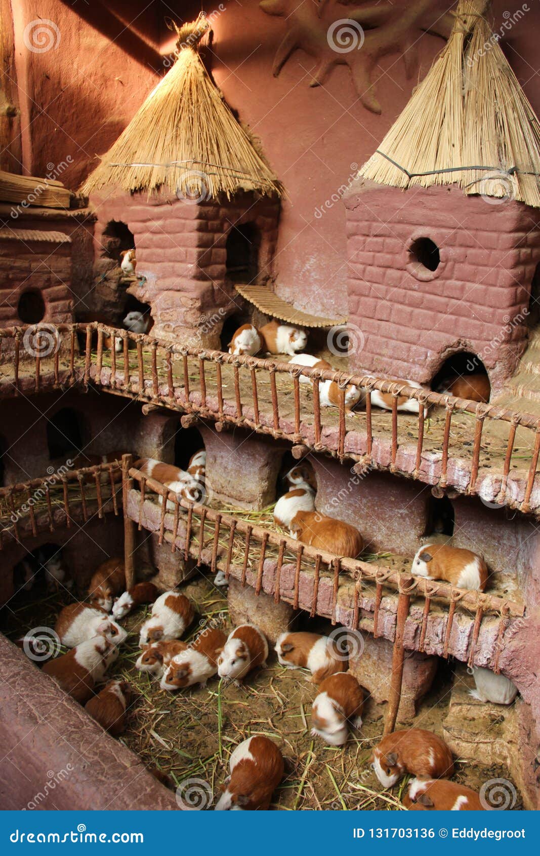 guinea pig market cages