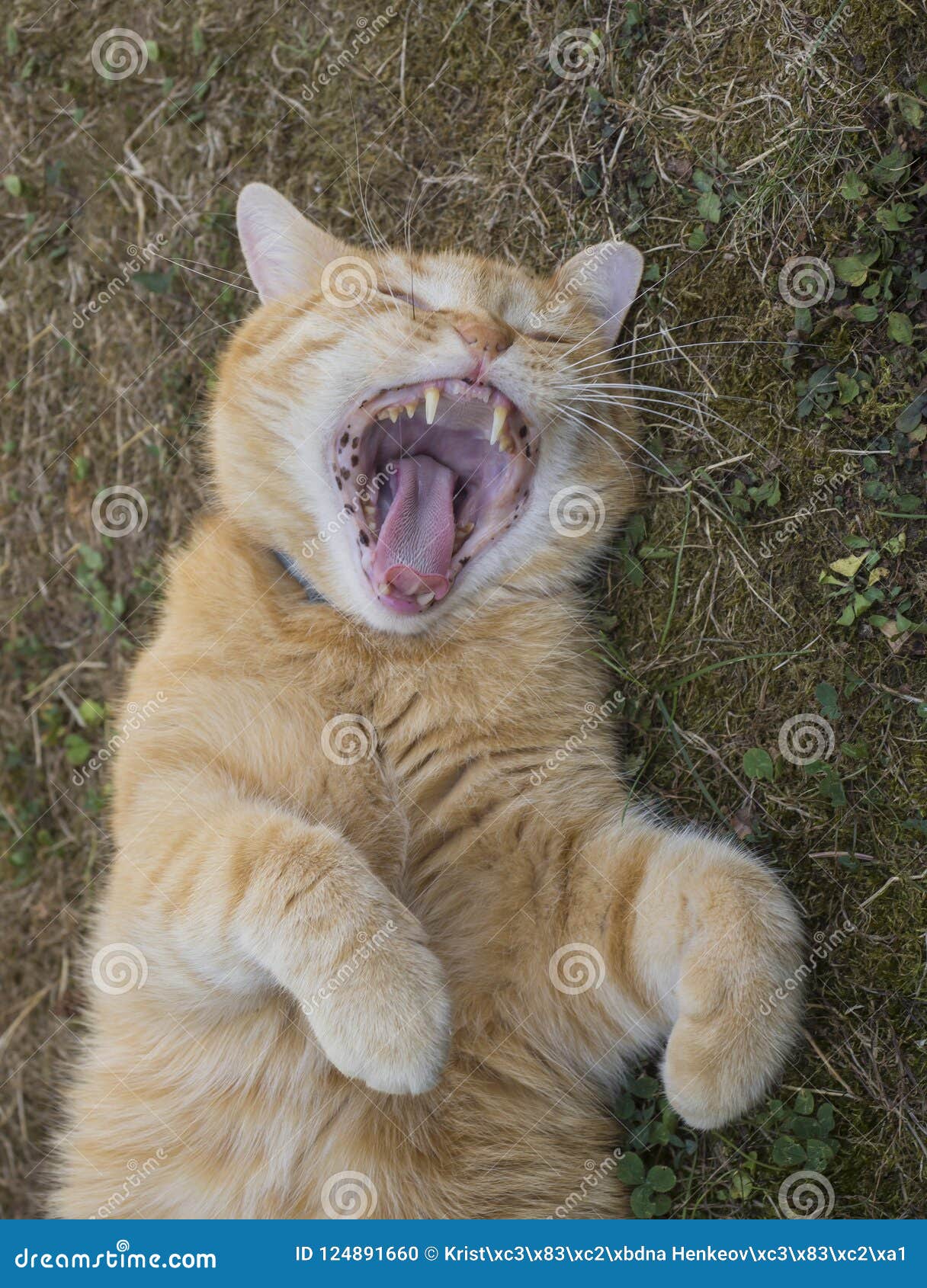 Domesticated Orange Tabby Cat Lying On Grasst Outside Yawning, Paws Up