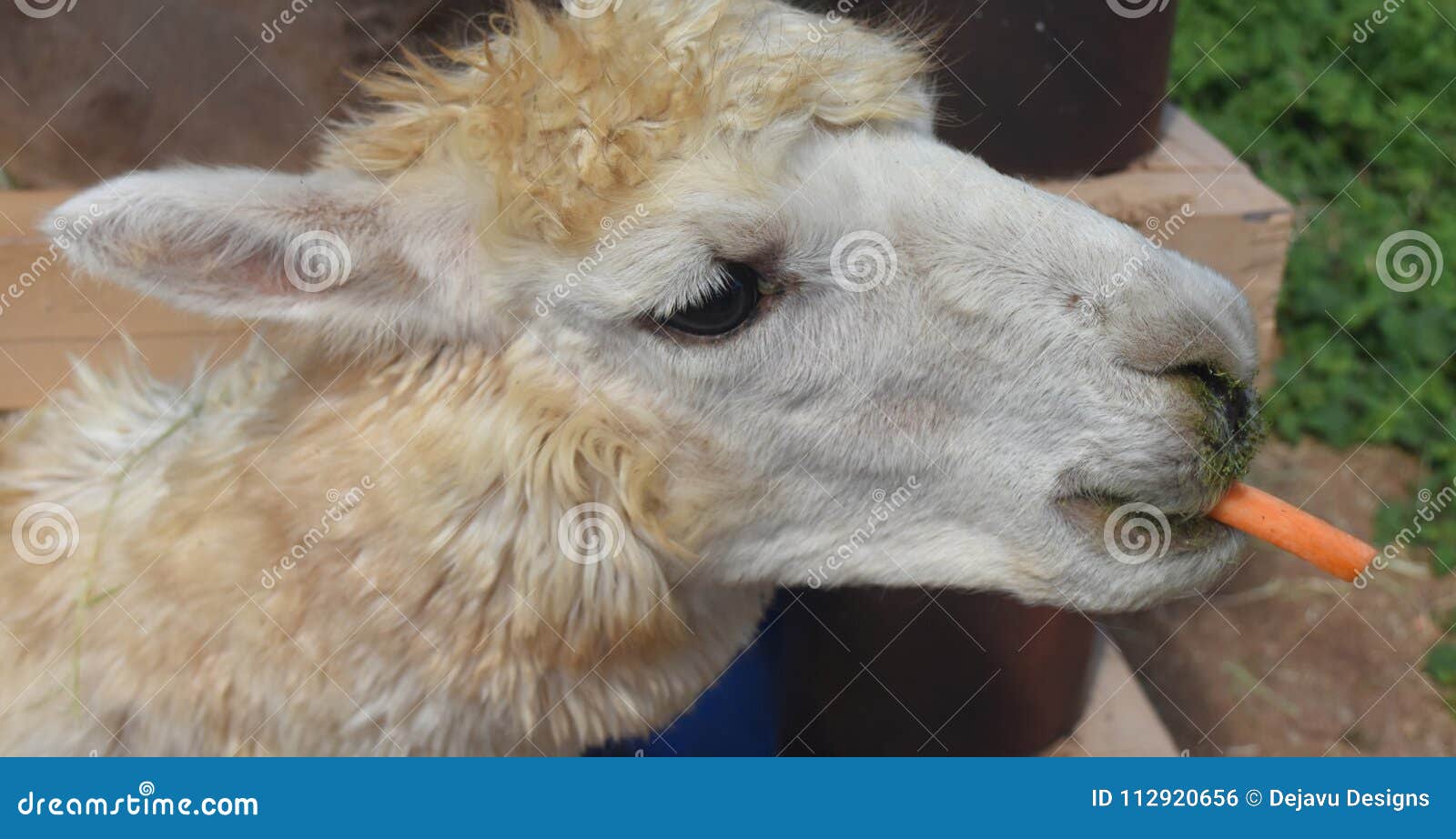 Domesticated White Alpaca Eating a Small Carrot Stock Photo Image of