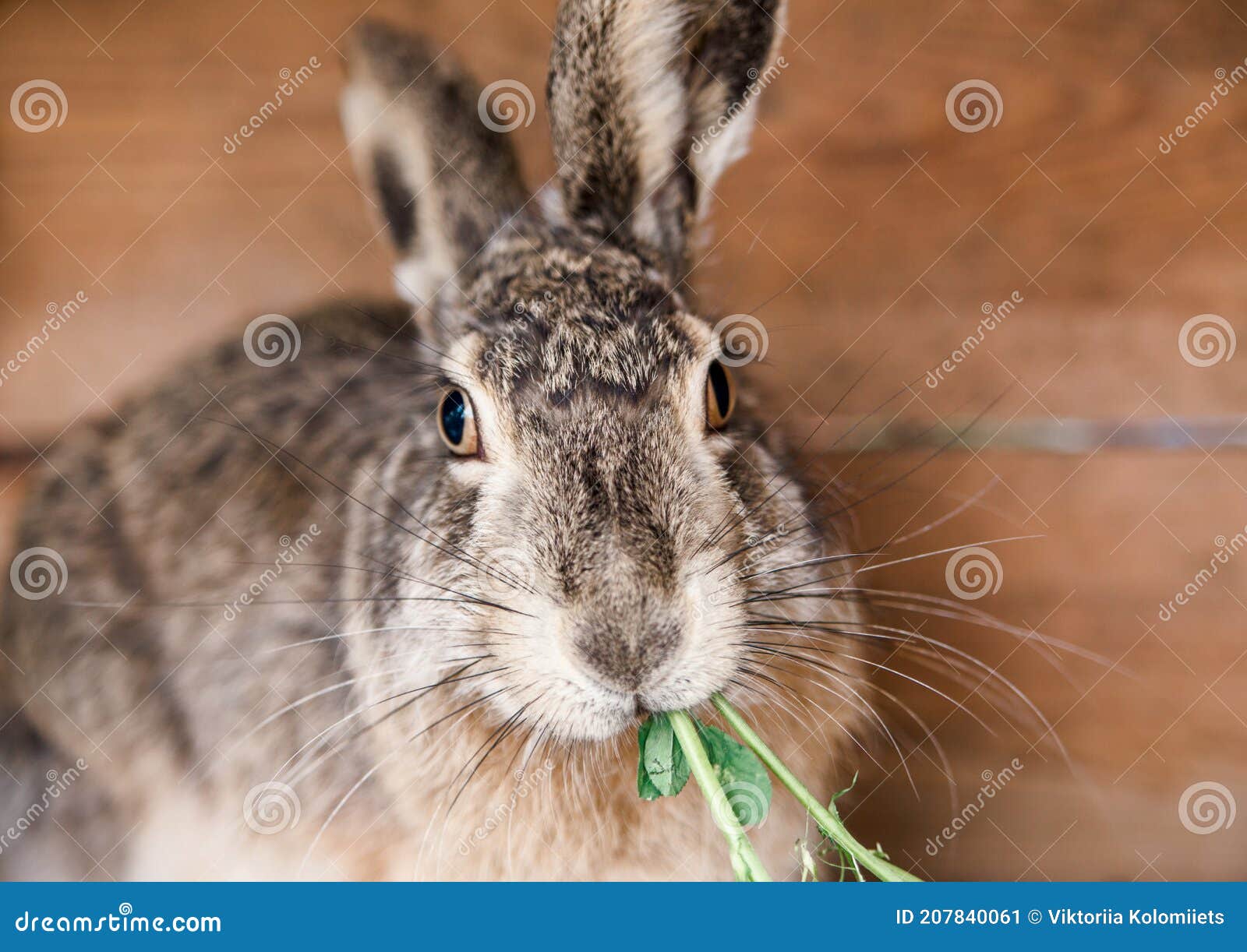 Domesticated Wild Hare In A Cage Eats Grass. Rabbit Cage. Feeding