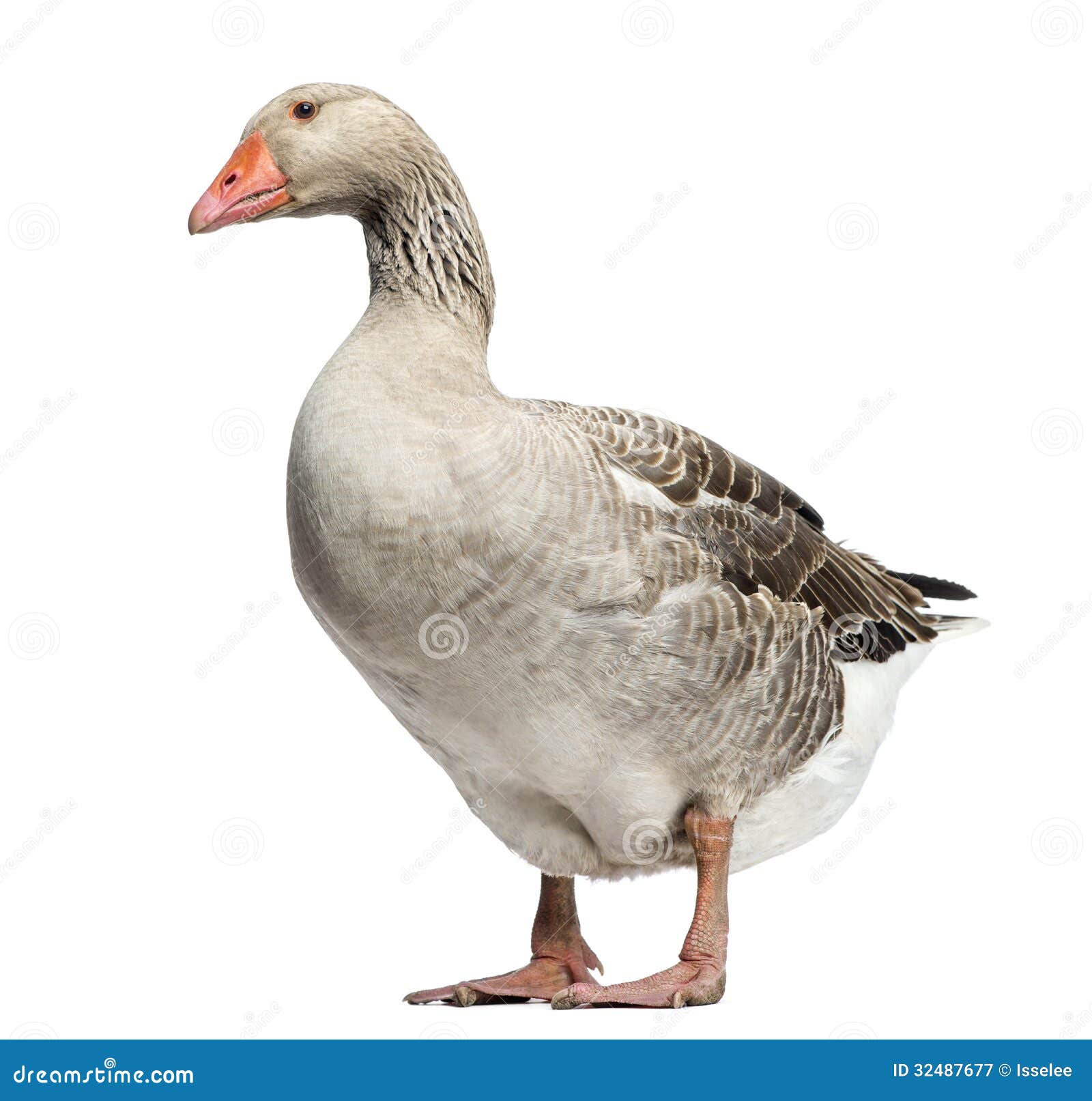 Гусь Домашний Купить Спб