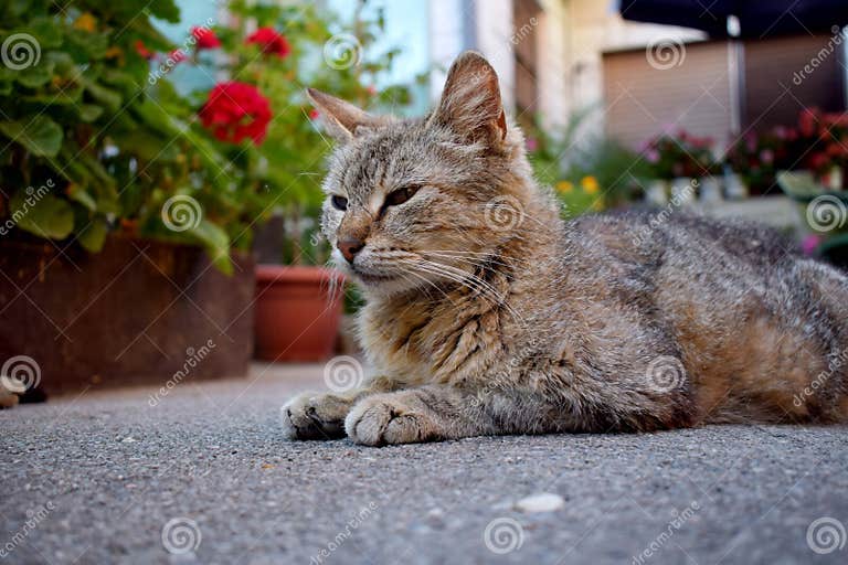 Domestizierte Warten Des Landstreichers Katze in Den