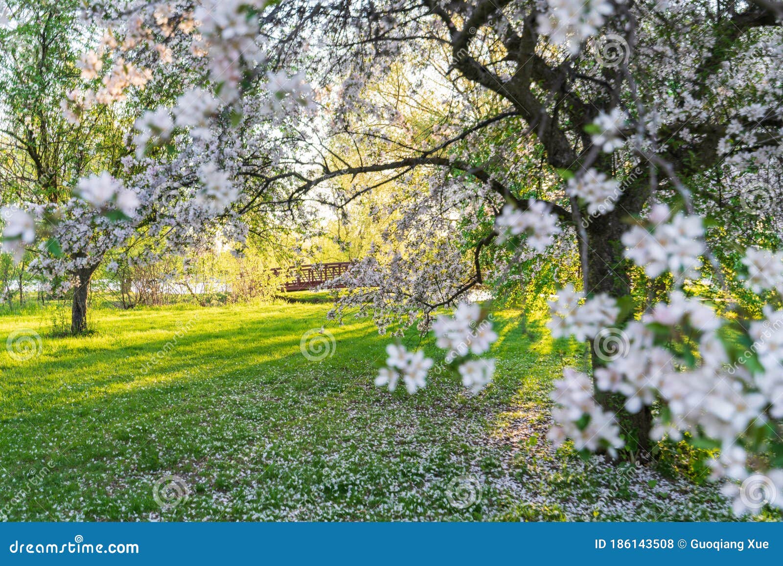 Dominion Arboretum of Ottawa in Spring Stock Photo Image of scene