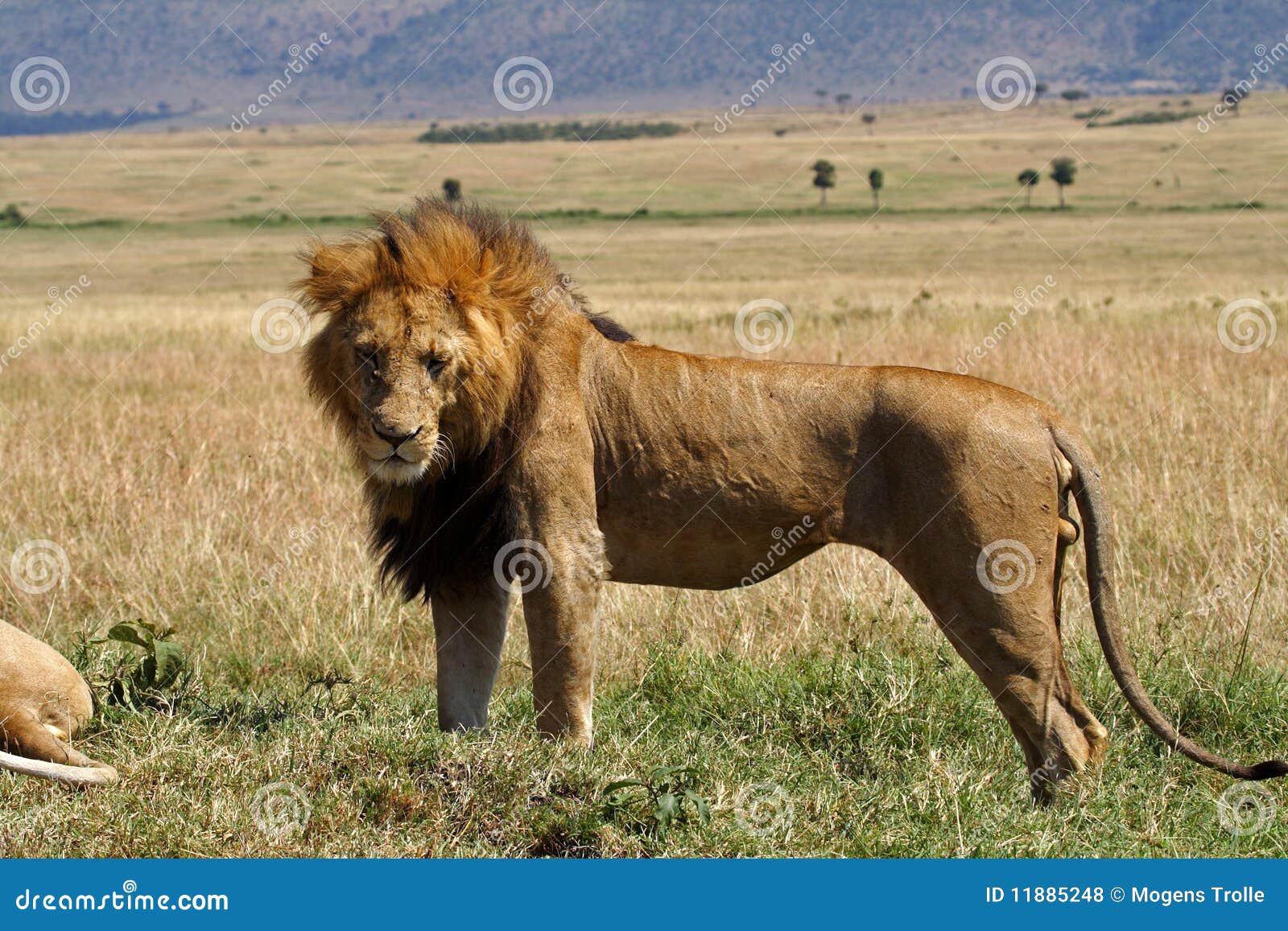 Dominująca Kenya wielka lwa samiec grzywa. Africa wschodniego Kenya lwa męski Mara masai