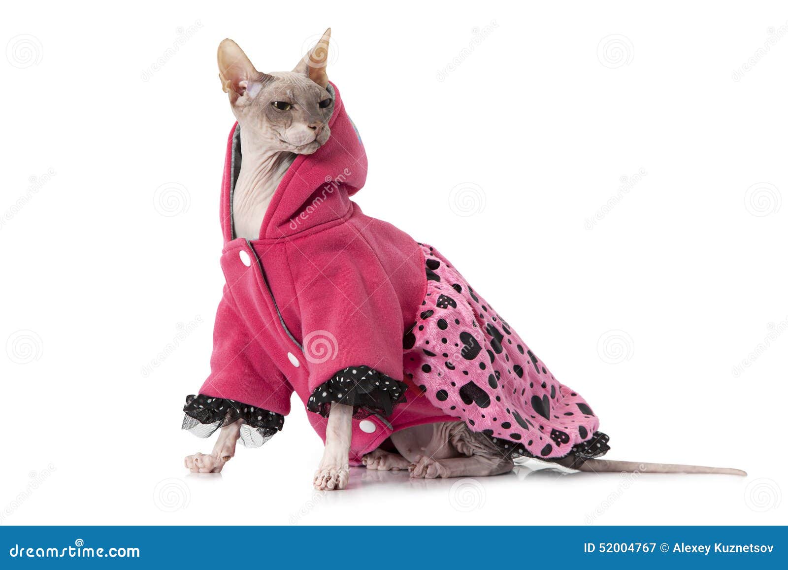 sphynx cat dressed up
