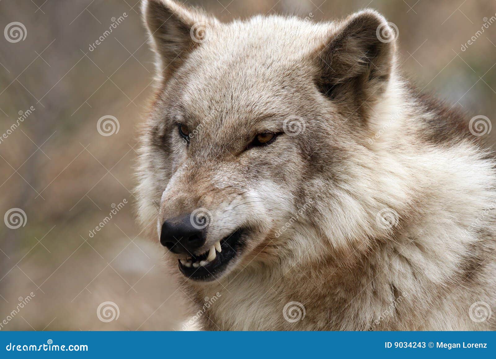 Portrait of a furious gray wolf. Angry wolf roaring isolated on