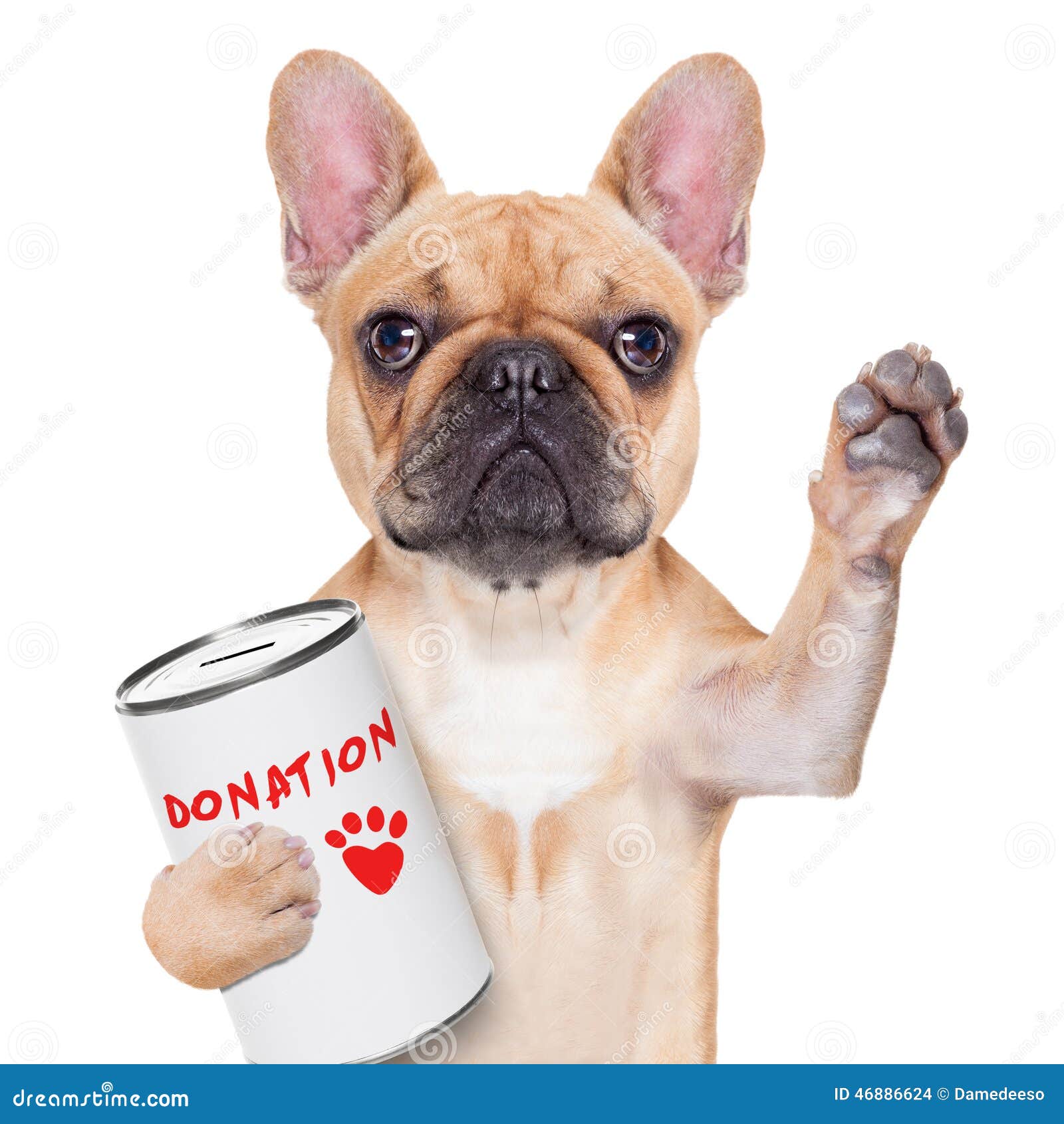 Dogs That Can Be Left At Home Dogs That Can Be Left At Home