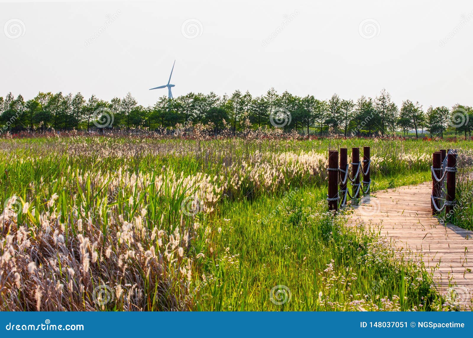 dongtan wetland park at chongming island