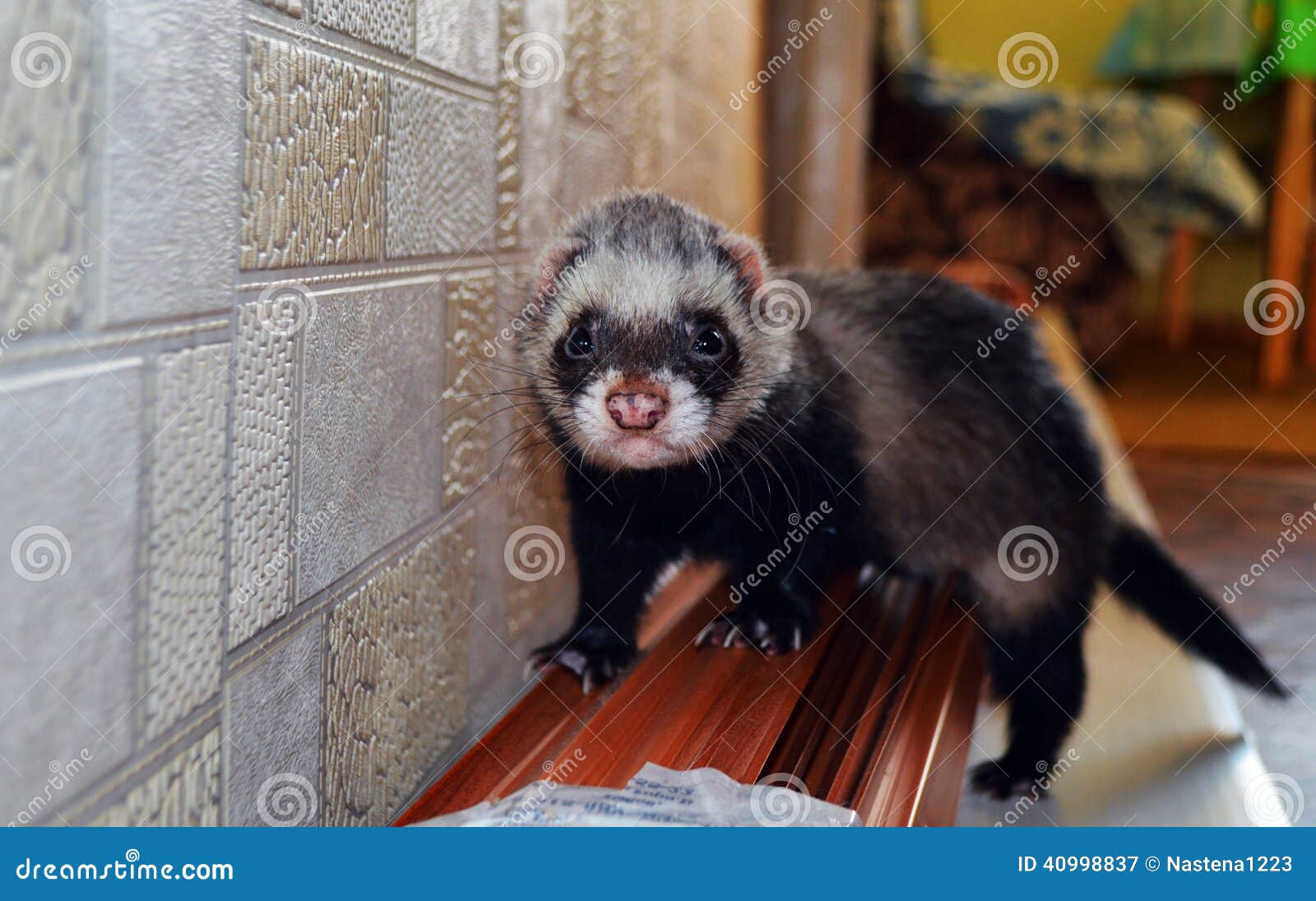 Foto furão imagem de stock. Imagem de cachecol, doninha - 40998837, image size:1600x1096