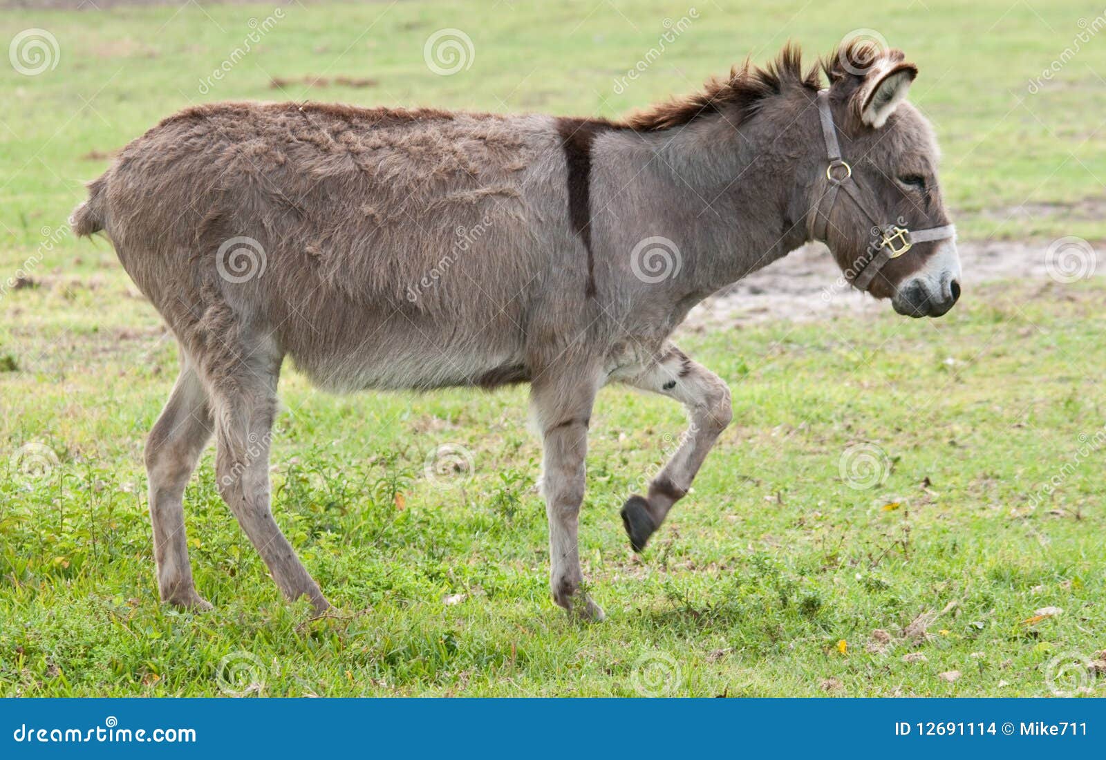 Donkey stock photo. Image of donkey, headstrong, animals 12691114