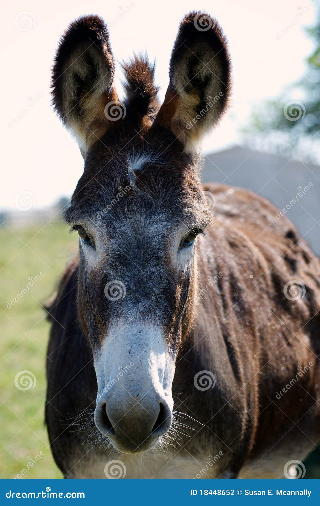 Donkey stock photo. Image of burro, animal, headstrong 18448652