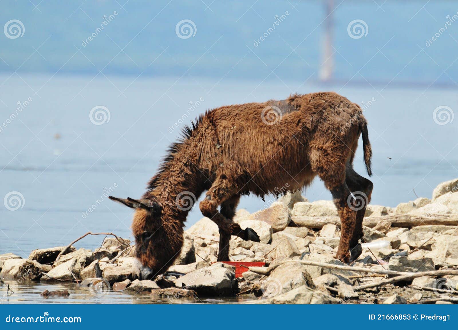 Donkey stock image. Image of donkey, watering, animals 21666853