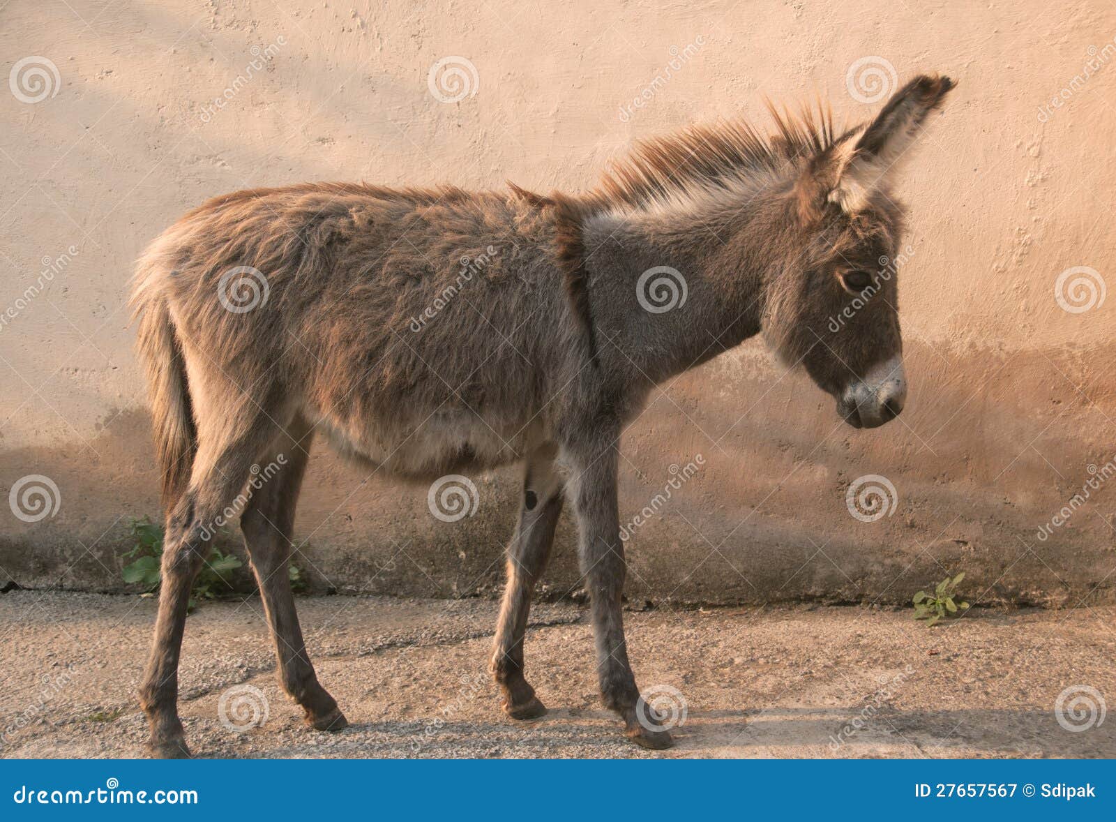 Donkey stock image. Image of headstrong, animal, cattle 27657567