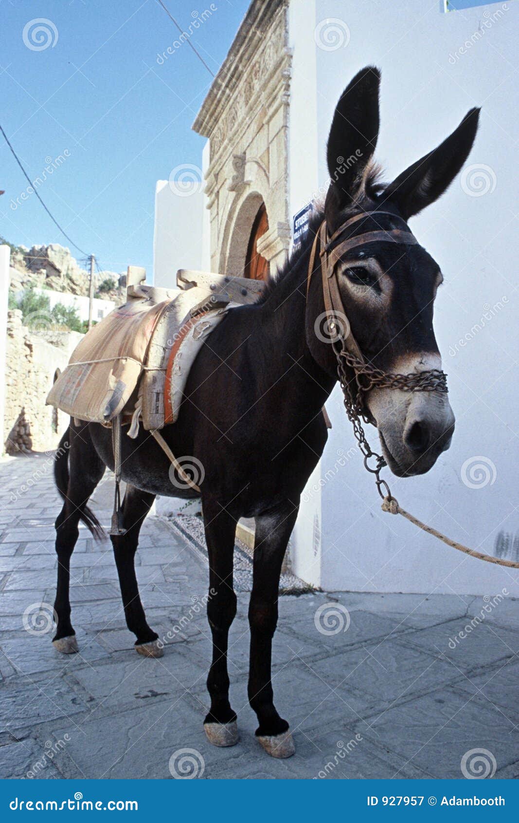 donkey