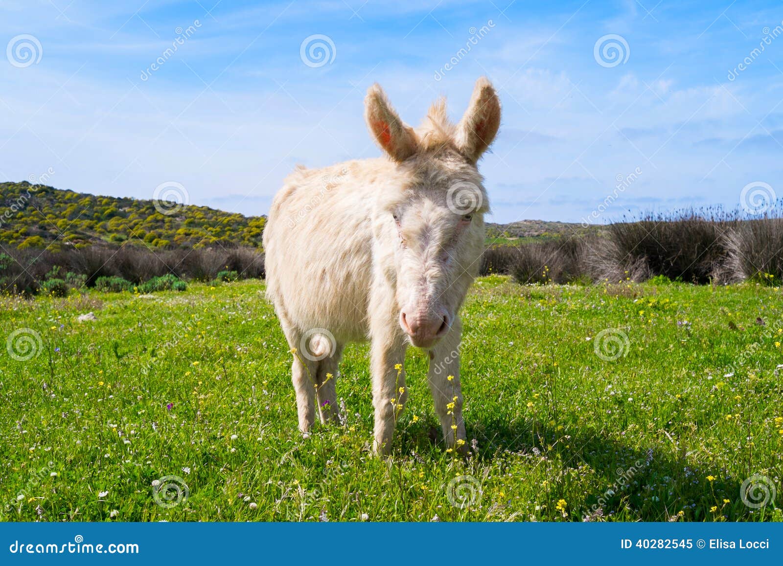 donkey in asinara island in sardinia, italy