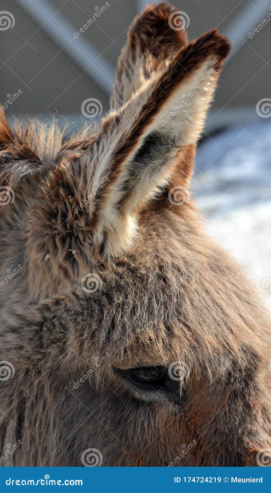 Donkey with head up his ass