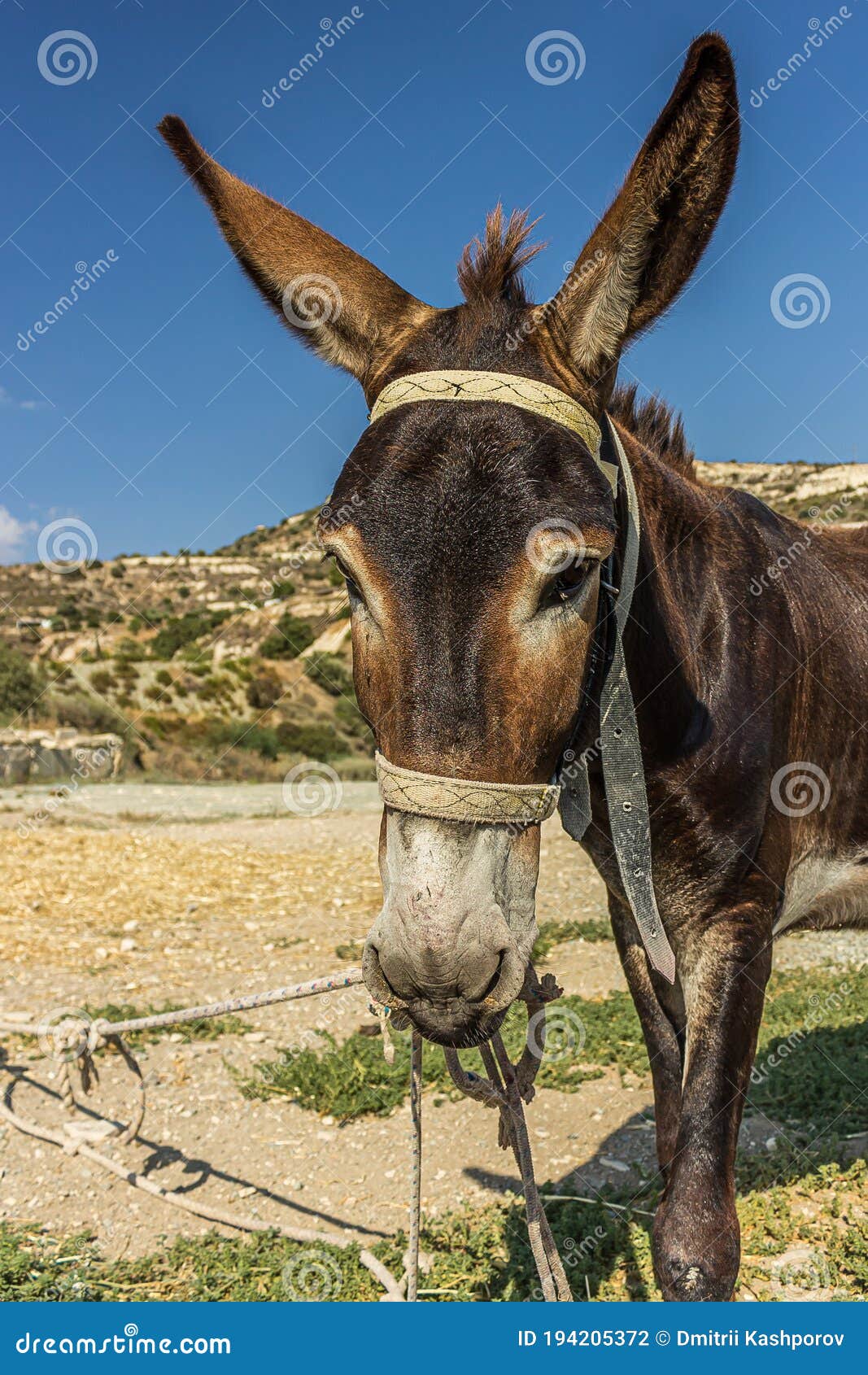 the donkey or ass equus africanus asinus is a domesticated member of the horse family, equidae. the wild ancestor of the donkey