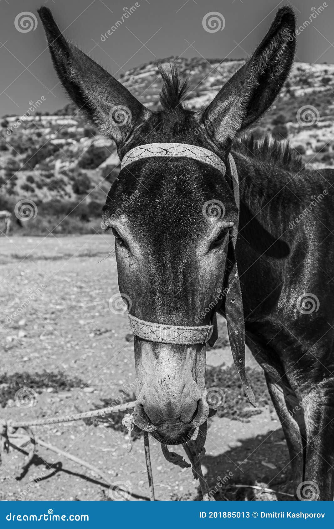the donkey or ass equus africanus asinus is a domesticated member of the horse family, equidae. the wild ancestor of the donkey