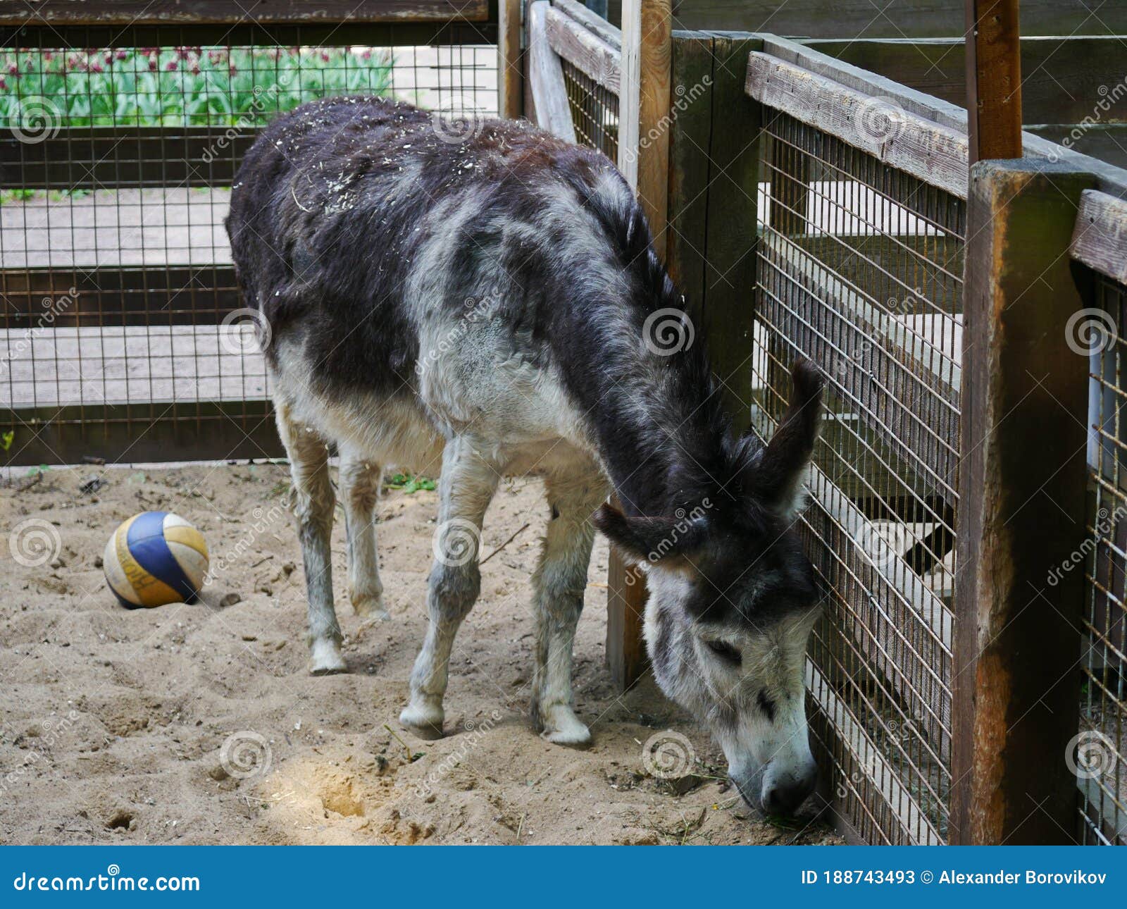 A donkey with a ball stock image. Image of saintpetersburg 188743493