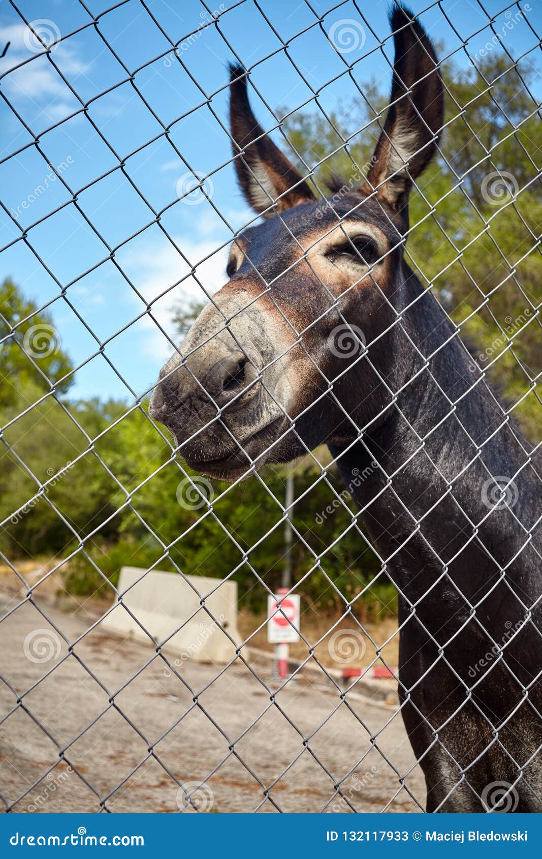 Donkey behind a mesh fence stock image. Image of mesh 132117933