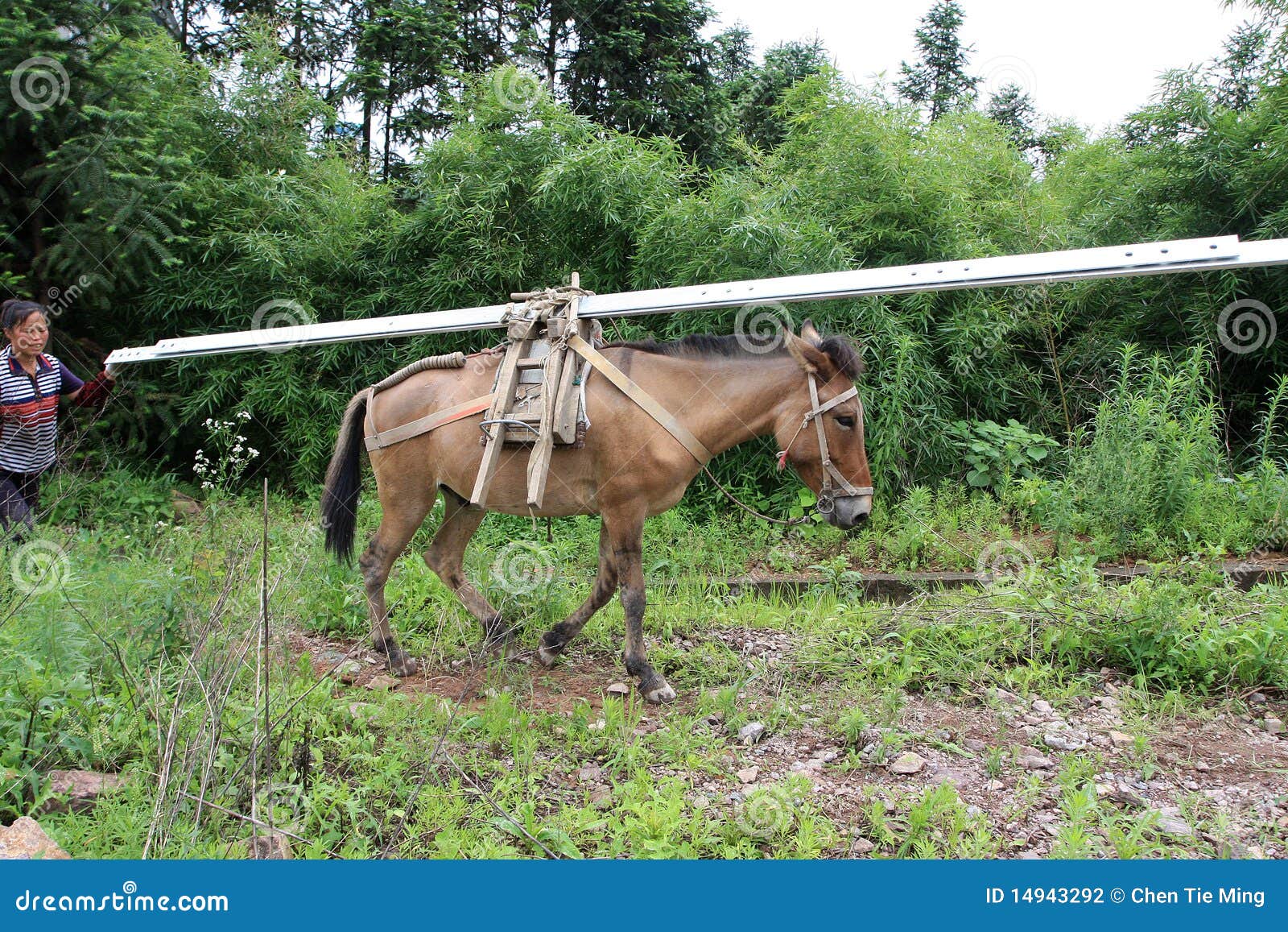 The Donkey is Carrying the Goods Editorial Photography Image of