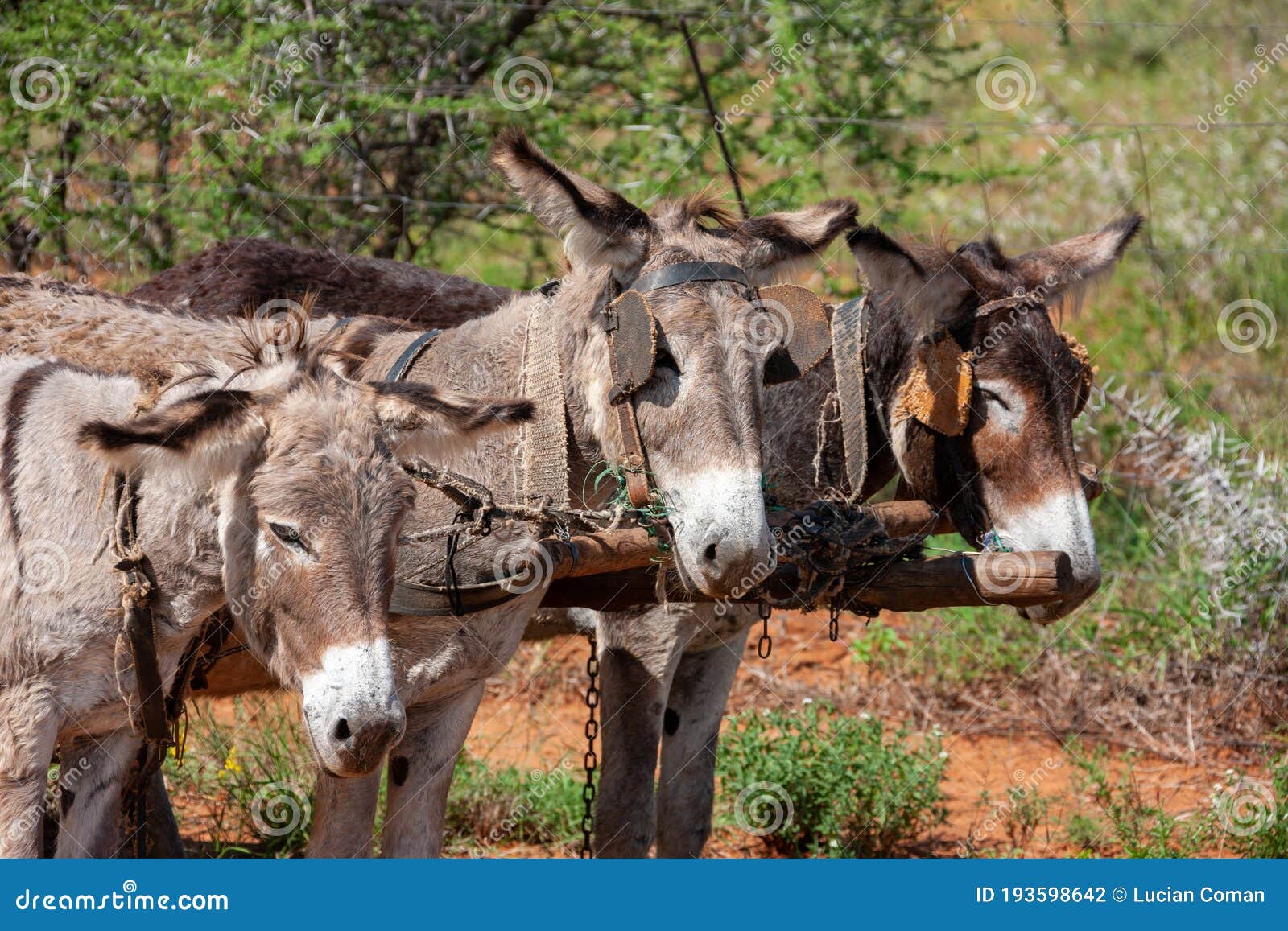 settlers 3 donkeys settlers 3 donkeys