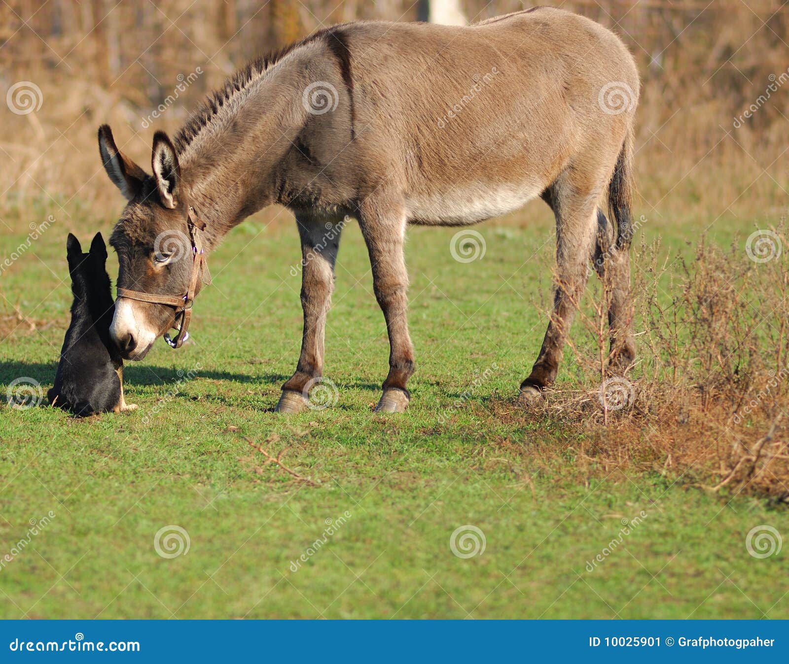Donkey and dog stock image. Image of doggy, grass, nature 10025901