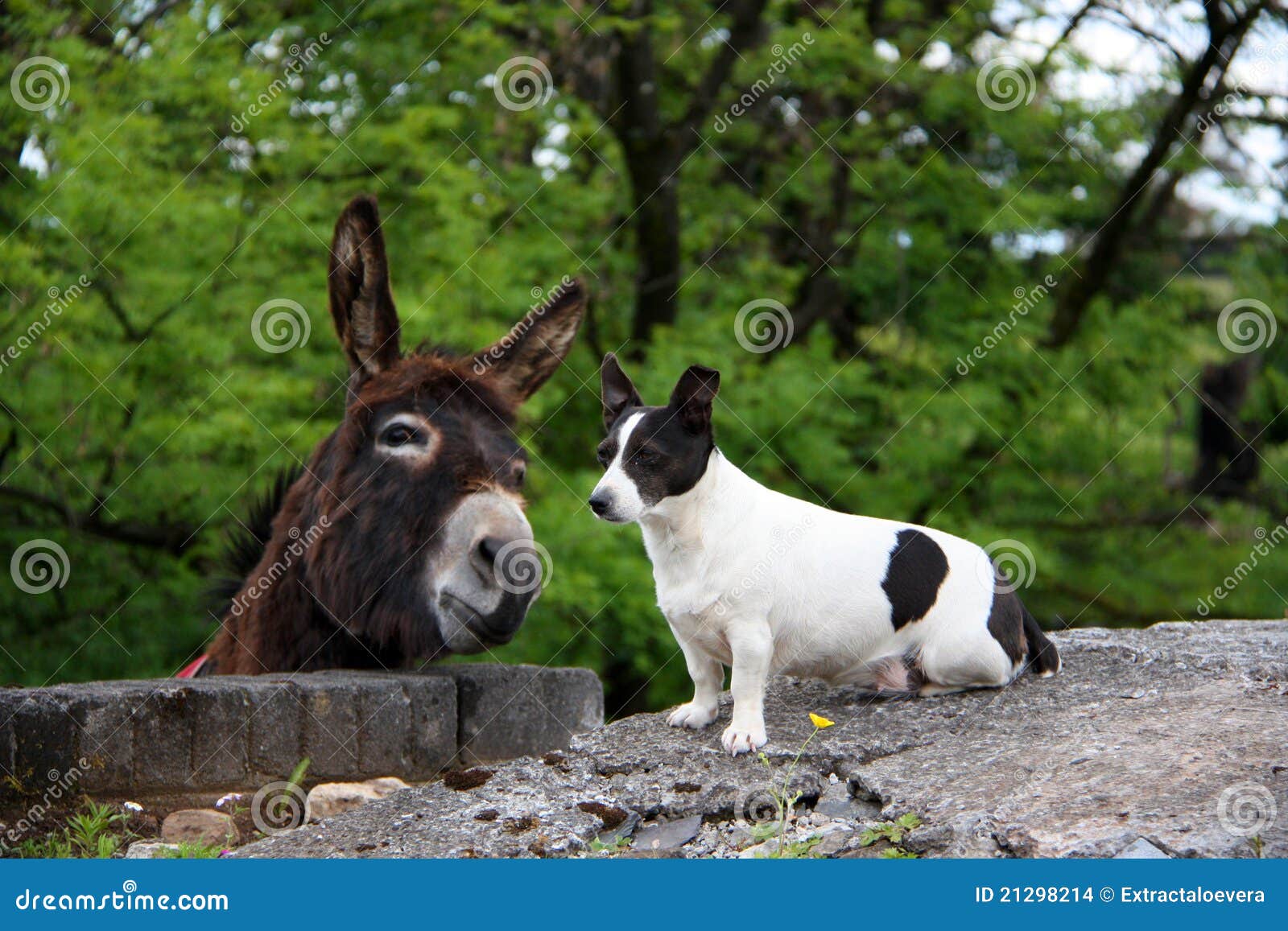 Donkey and dog stock photo. Image of ayrshire, branch 21298214