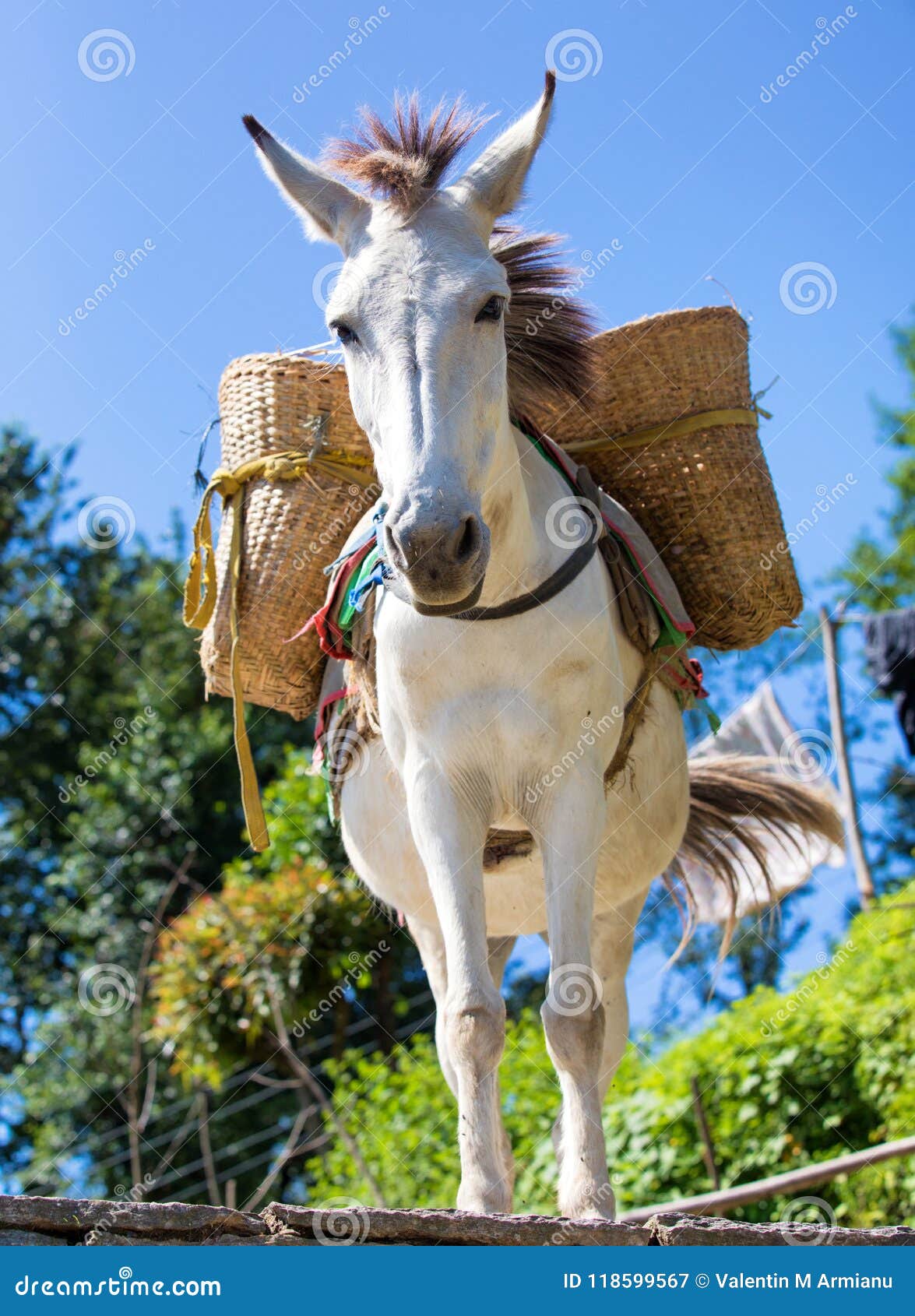 Donkey Carrying Heavy Load Stock Photos - Free & Royalty-Free Stock Photos from Dreamstime Donkey Carrying Heavy Load Stock Photos - Free & Royalty-Free Stock Photos from Dreamstime