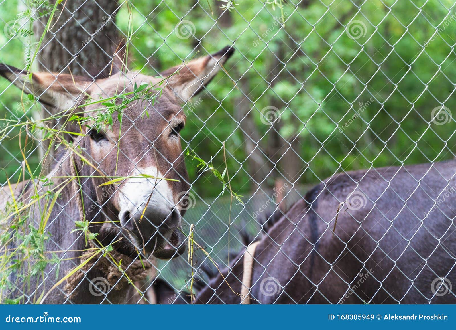 Donkey Eat Green Grass Behind Hedge Stock Image Image of mammal, grass 168305949