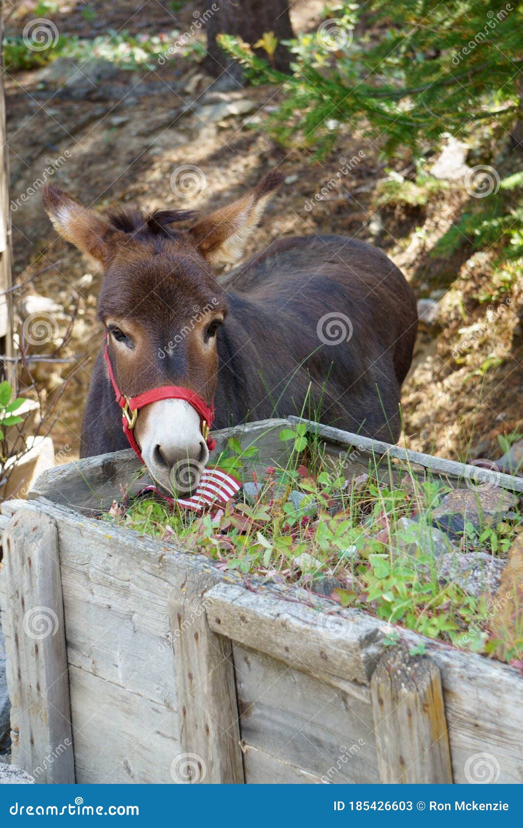 Donkey eating the flowers stock image. Image of planter 185426603