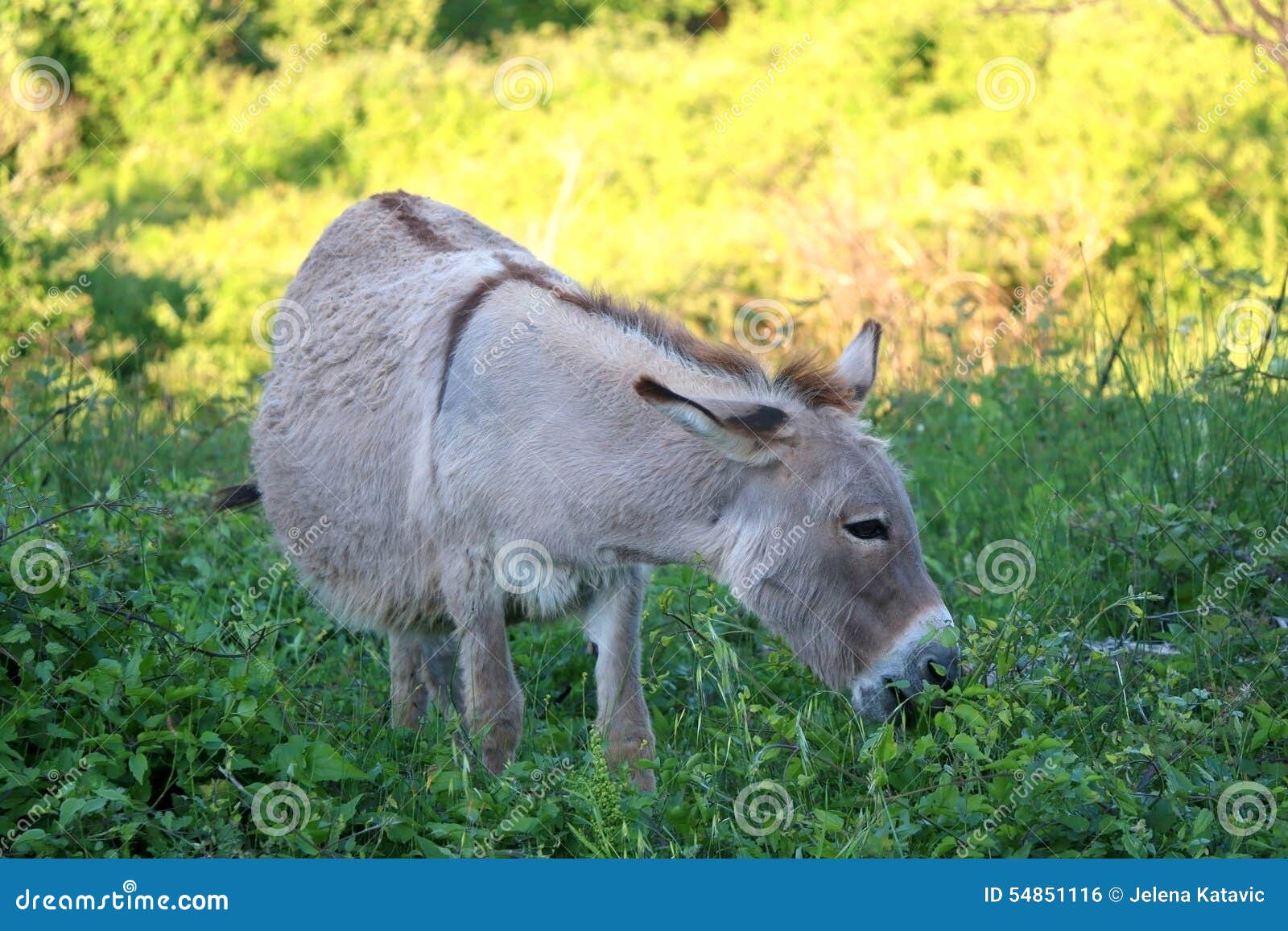 Donkey stock photo. Image of plants, graze, croatia, seasonal 54851116