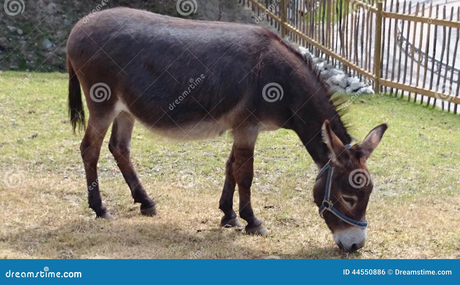 Donkey stock photo. Image of grass, donkey, eating, summer 44550886