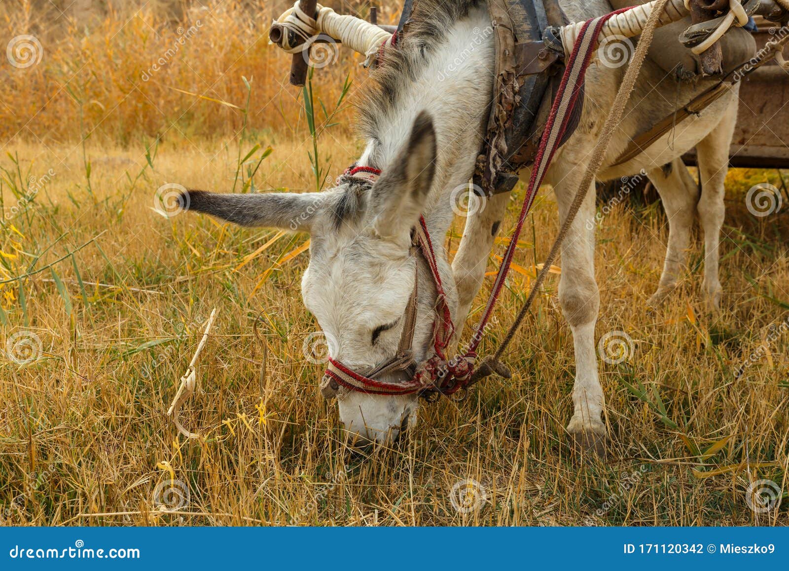 Donkey Eats Dry Grass in the Field, Donkey Head Stock Photo Image of