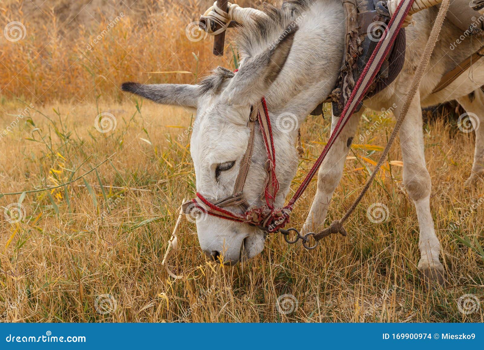 Donkey Eats Dry Grass in the Pasture, Donkey Head Stock Photo Image of eyes, animals 169900974