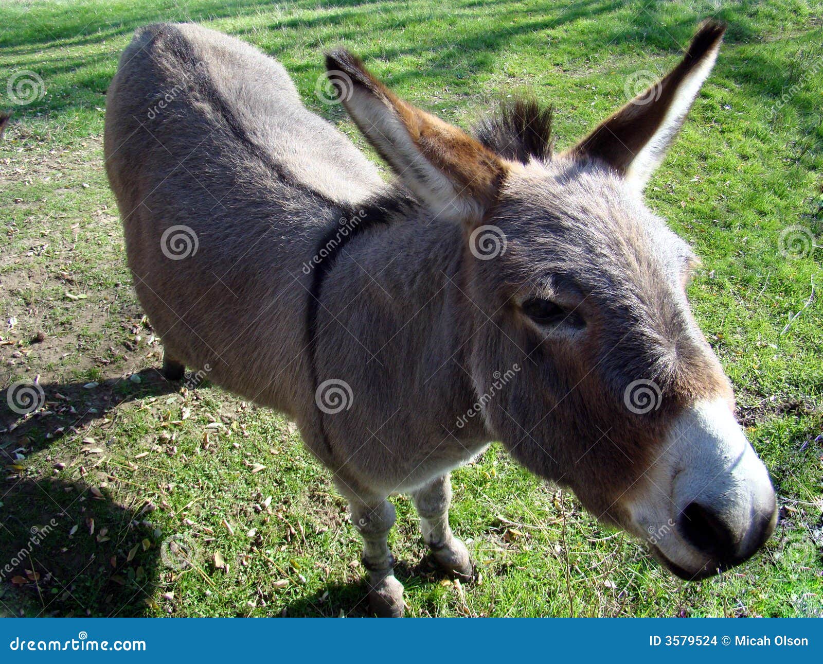 donkey in farmyard