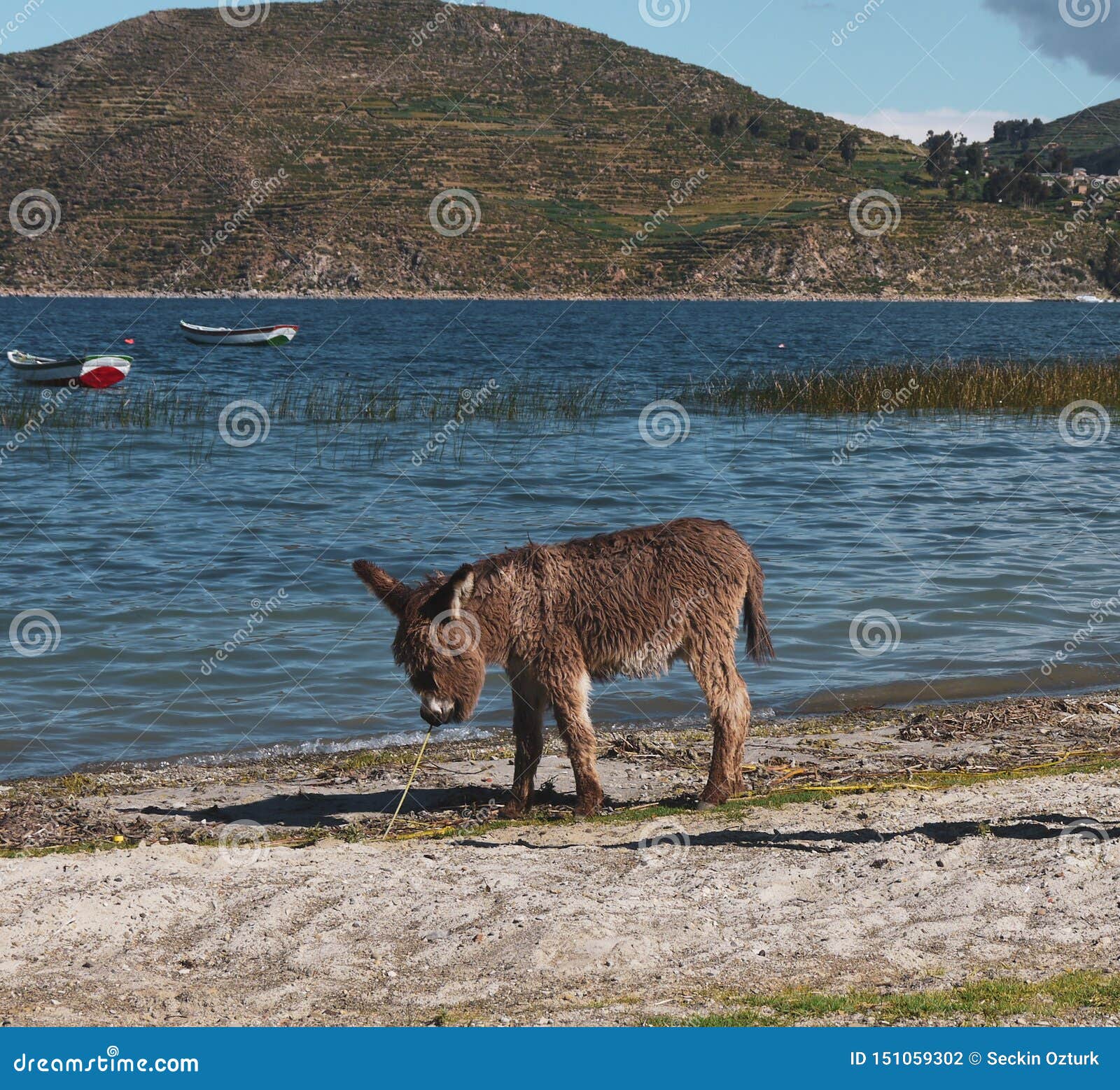 donkey in a field of salar de uyuni in bolivia