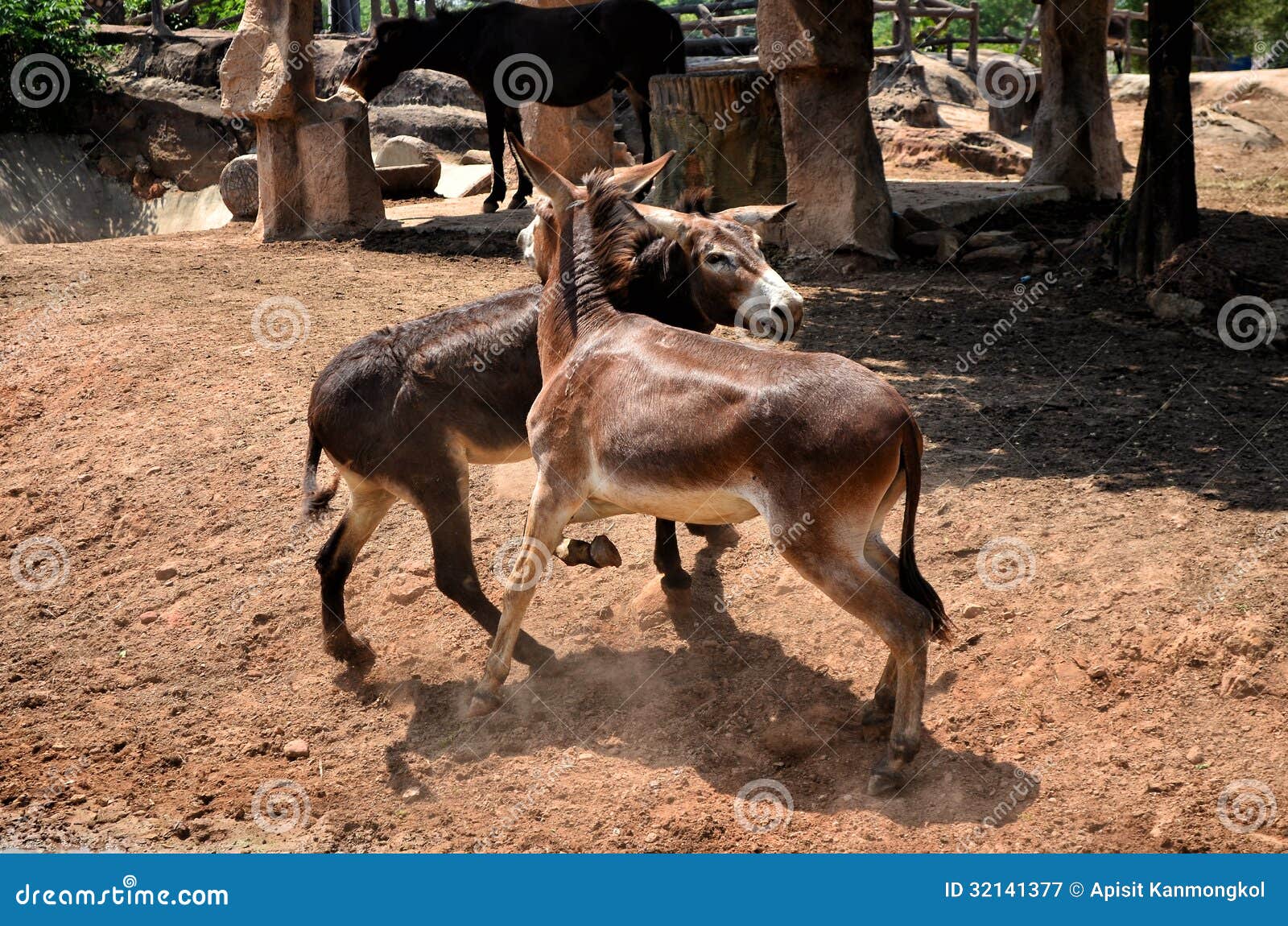 Donkey fight stock image. Image of move, celebrations 32141377
