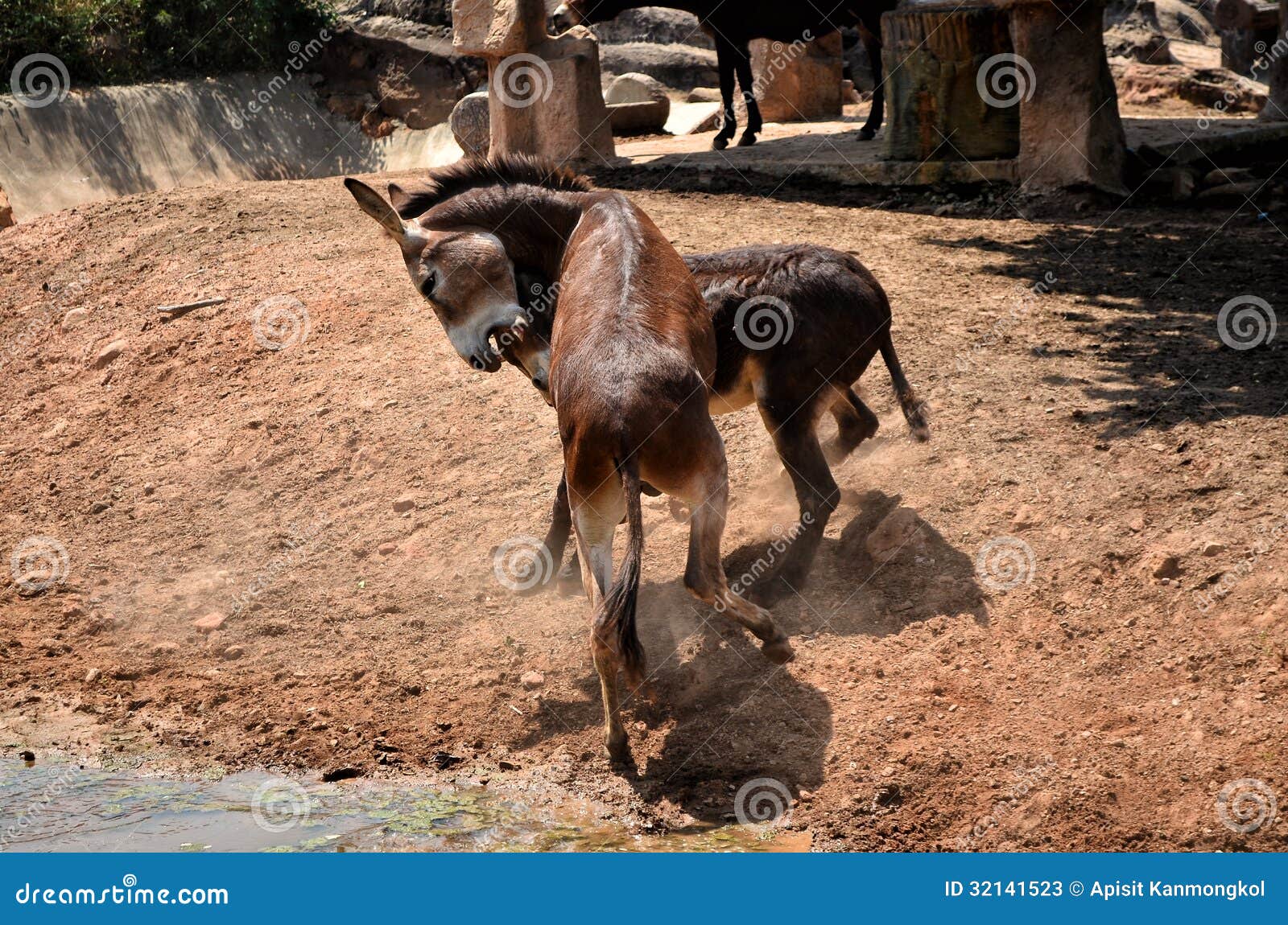 Donkey fight stock image. Image of christmas, horse, outdoors 32141523