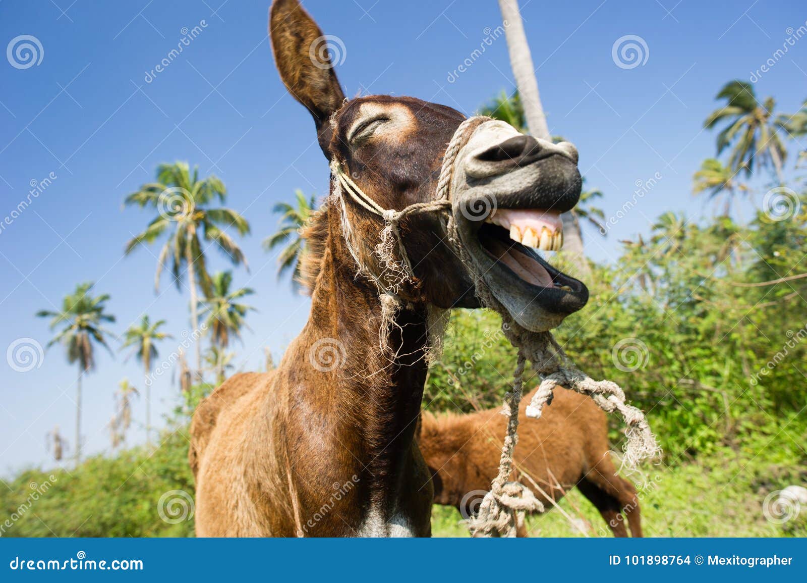 Donkey Funny Animals stock photo. Image of crazy, brown - 101898764 Donkey Funny Animals stock photo. Image of crazy, brown - 101898764