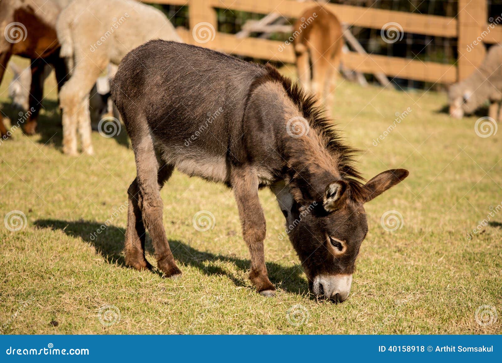 Donkey Grazing In A Field Stock Photo Image Of Chewing