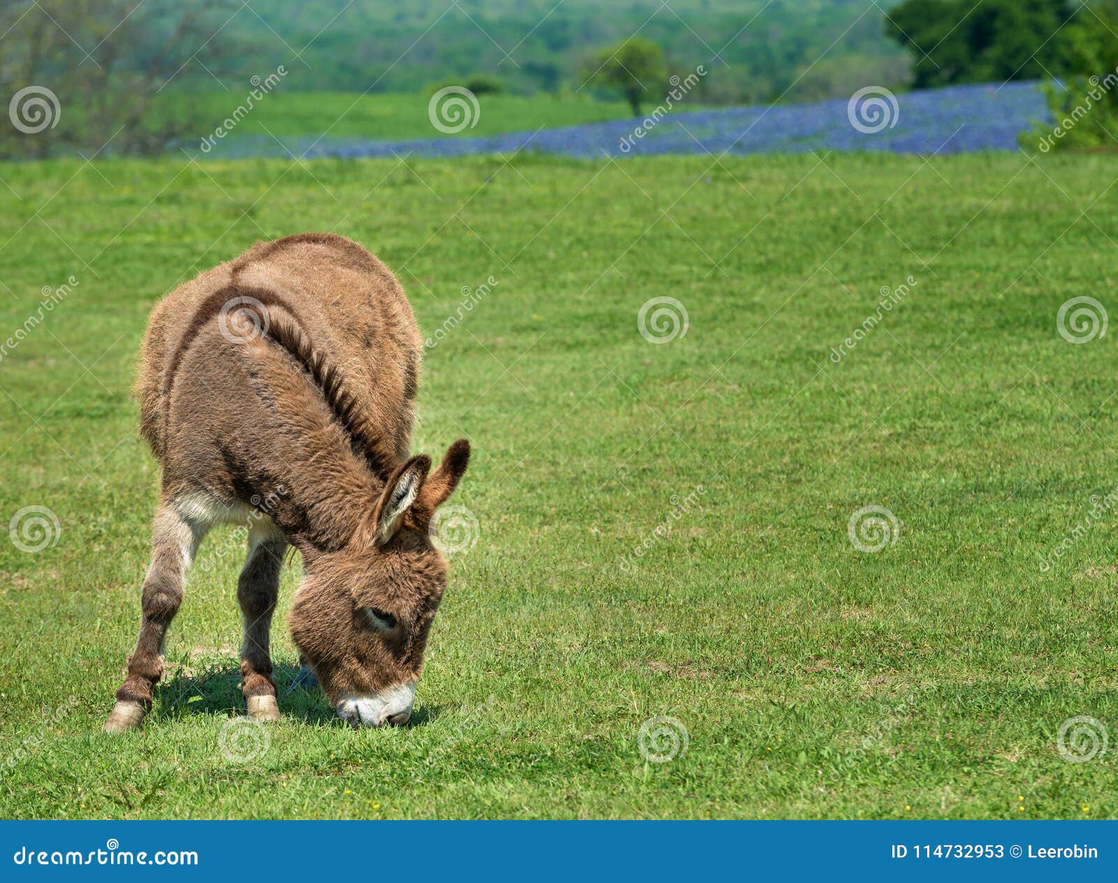 Donkey Grazing on Green Spring Pasture Stock Image Image of blue