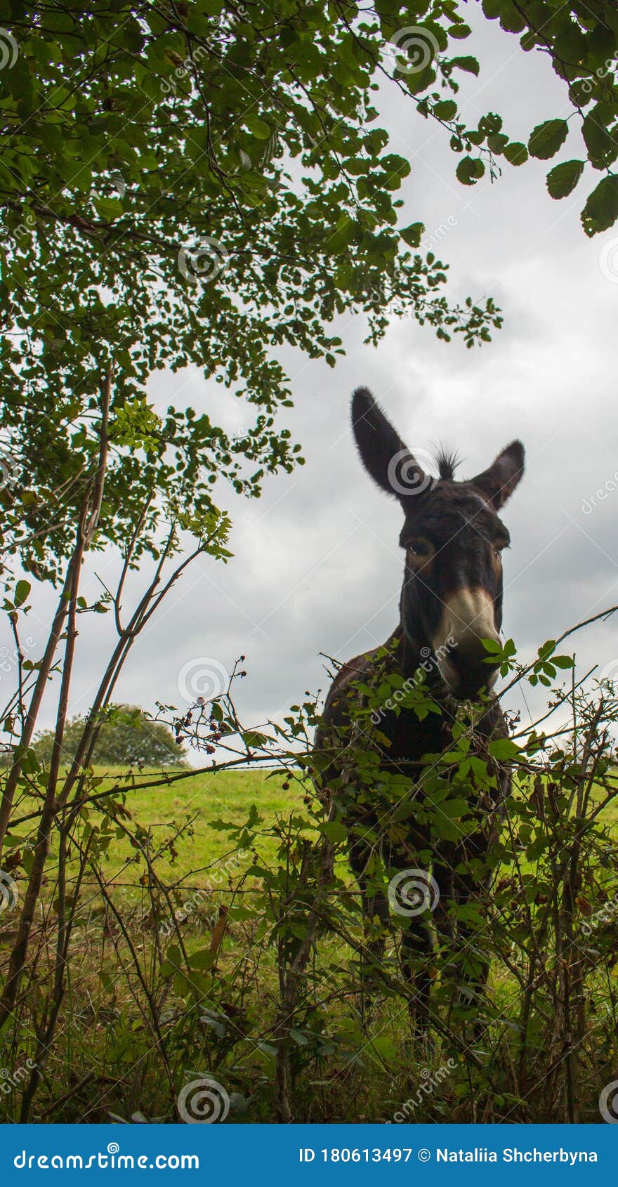 donkey in green field on cloudy day. lonely donkey at countyside. farm concept. animals concept. pasture background.